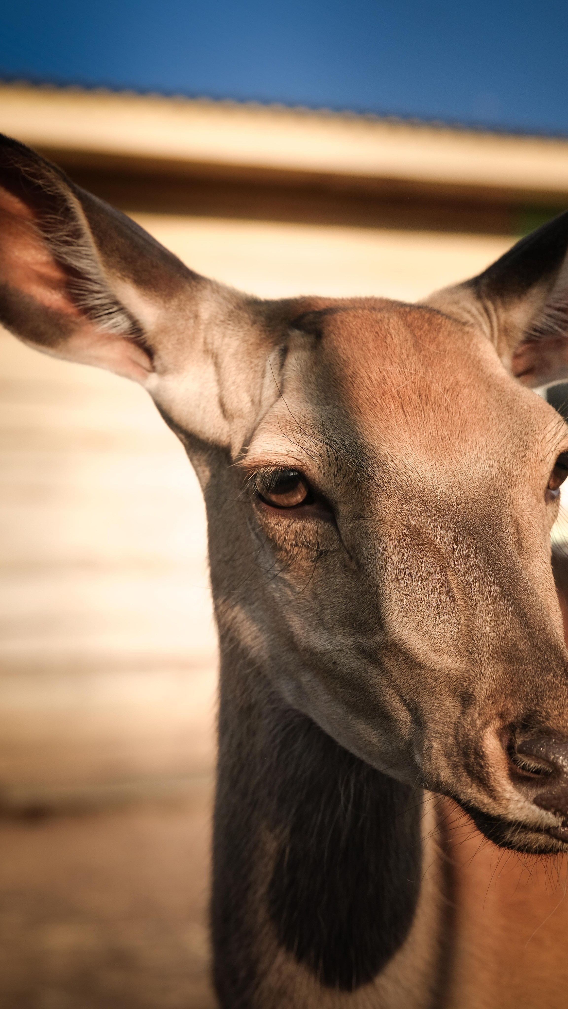 Животные и птицы. KRUTOVA_фотографирую жизнь