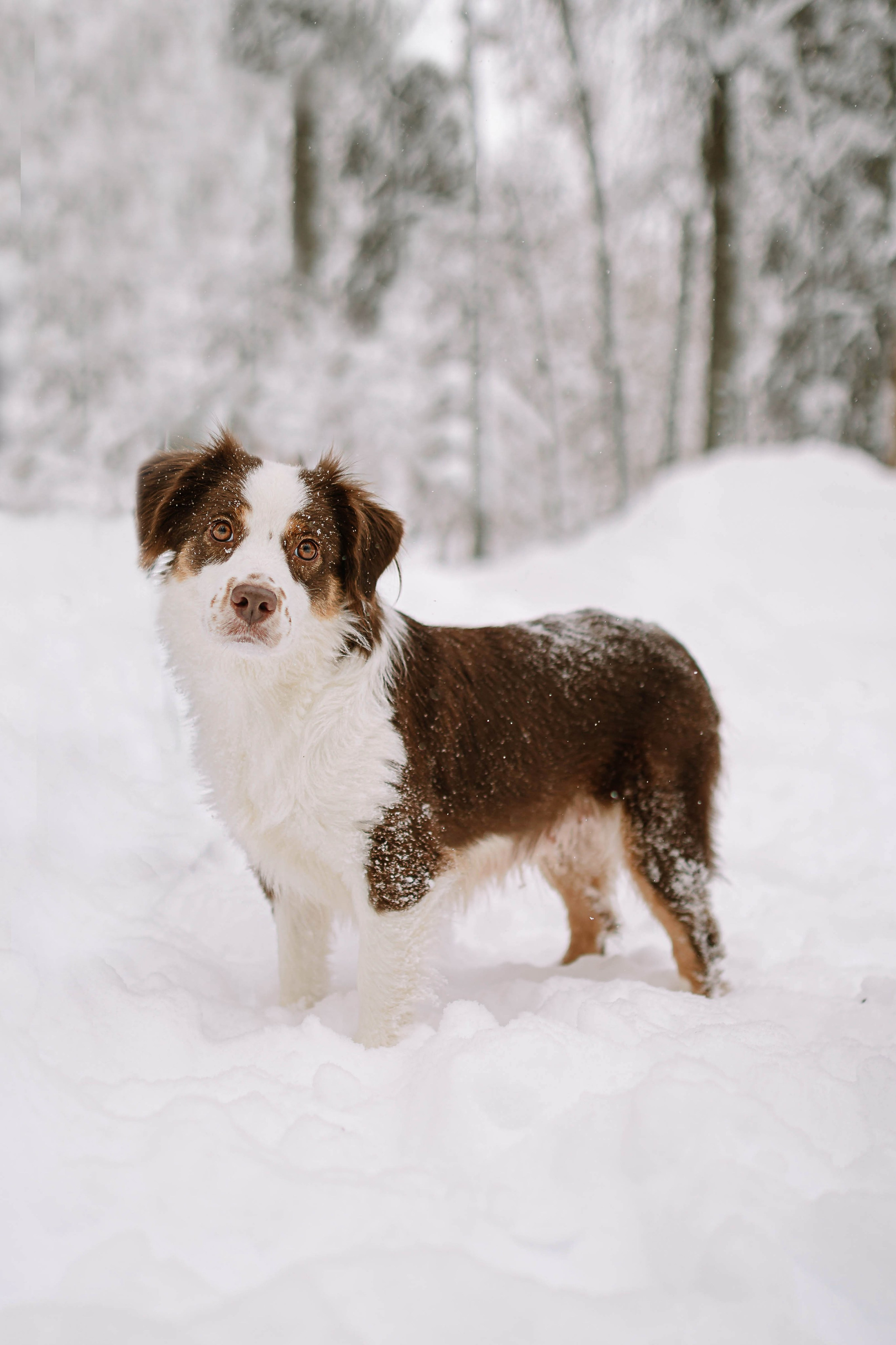 Миниатюрные американские овчарки. Прогулка в парке. Фотограф Александра Кузнецова