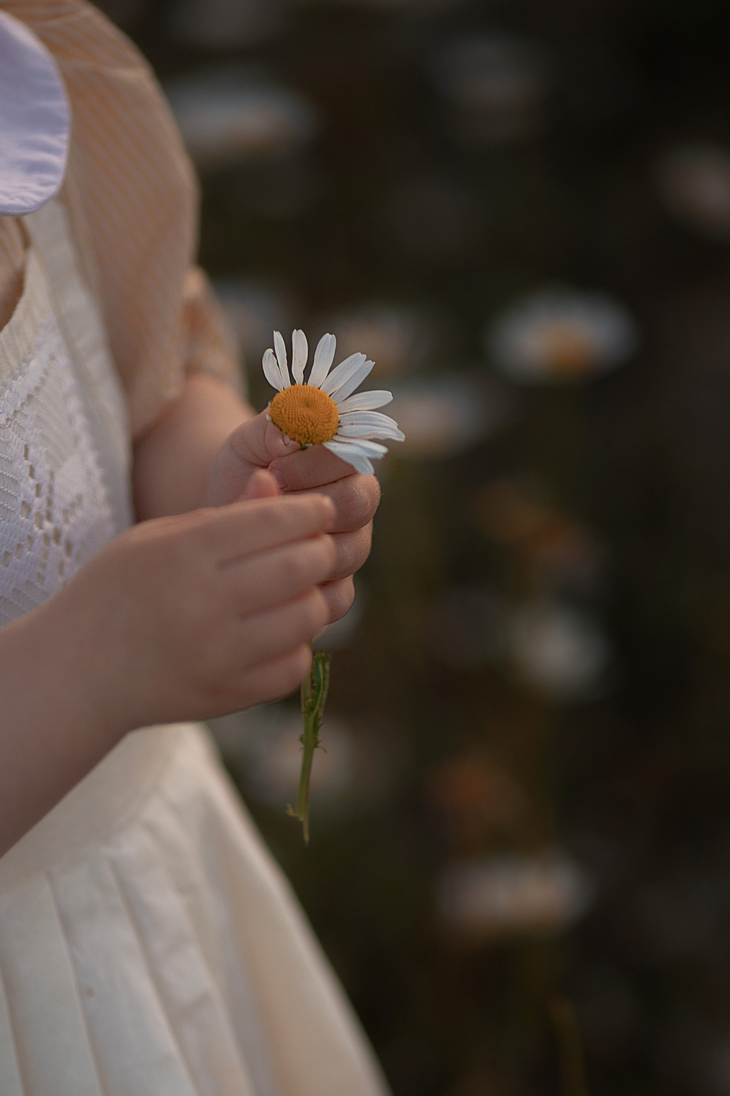 В ромашках. Семейный и детский фотограф в Крыму Екатерина Швец