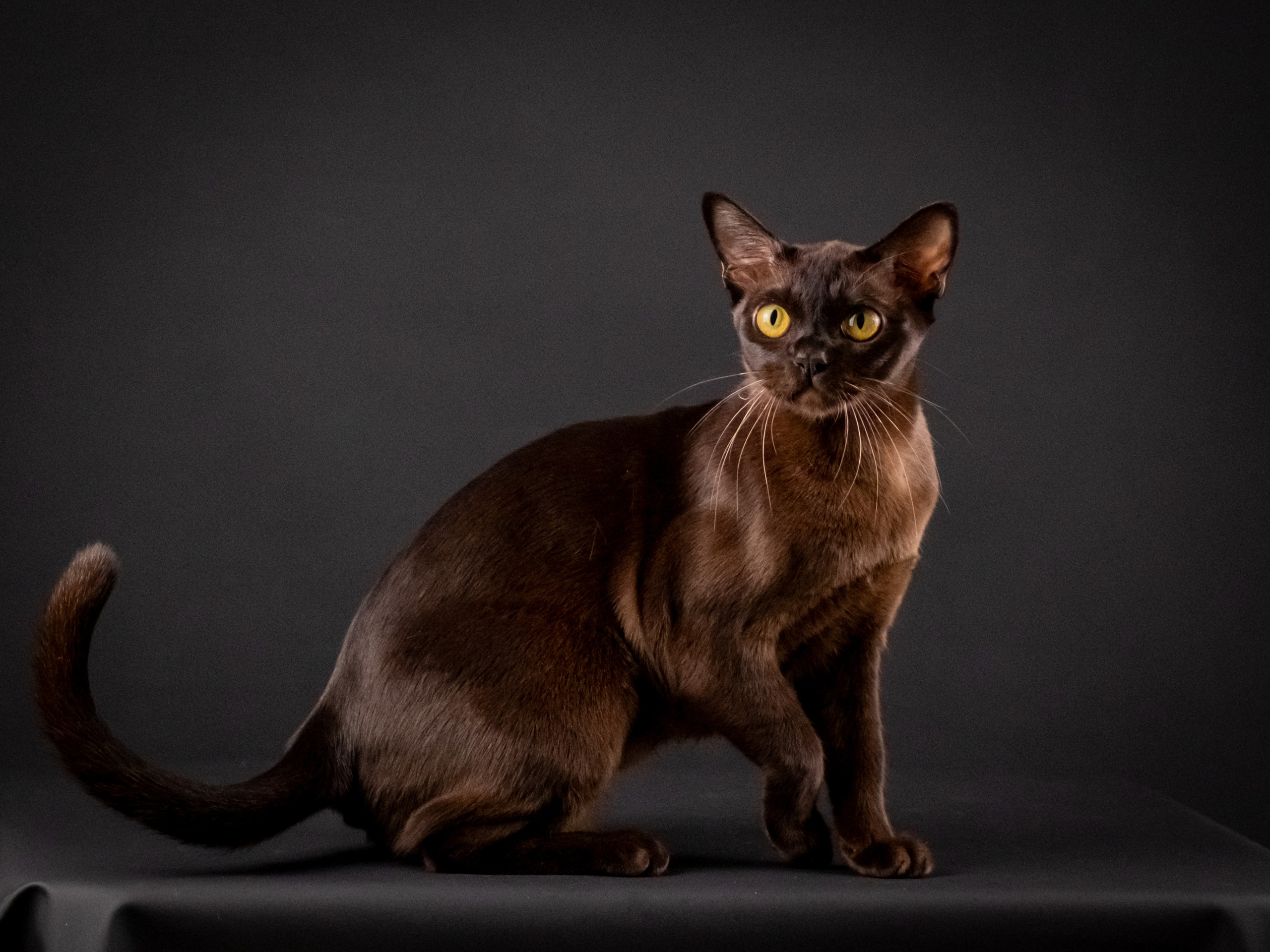 Бурмятки для Елены). Зоофотограф, фотограф животных в Москве и области Дина Дамоцева