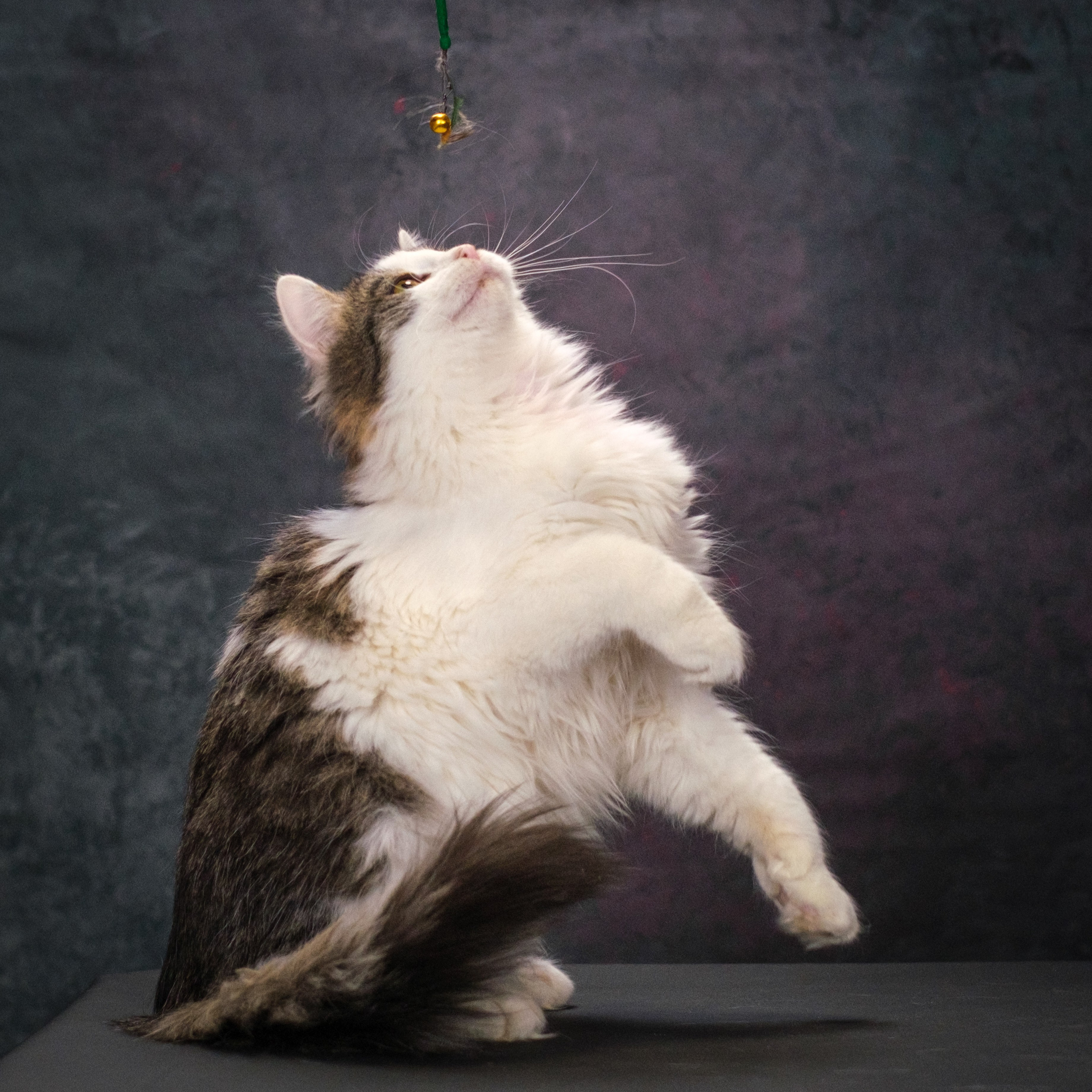 Котики Мурмурии). Зоофотограф, фотограф животных в Москве и области Дина Дамоцева