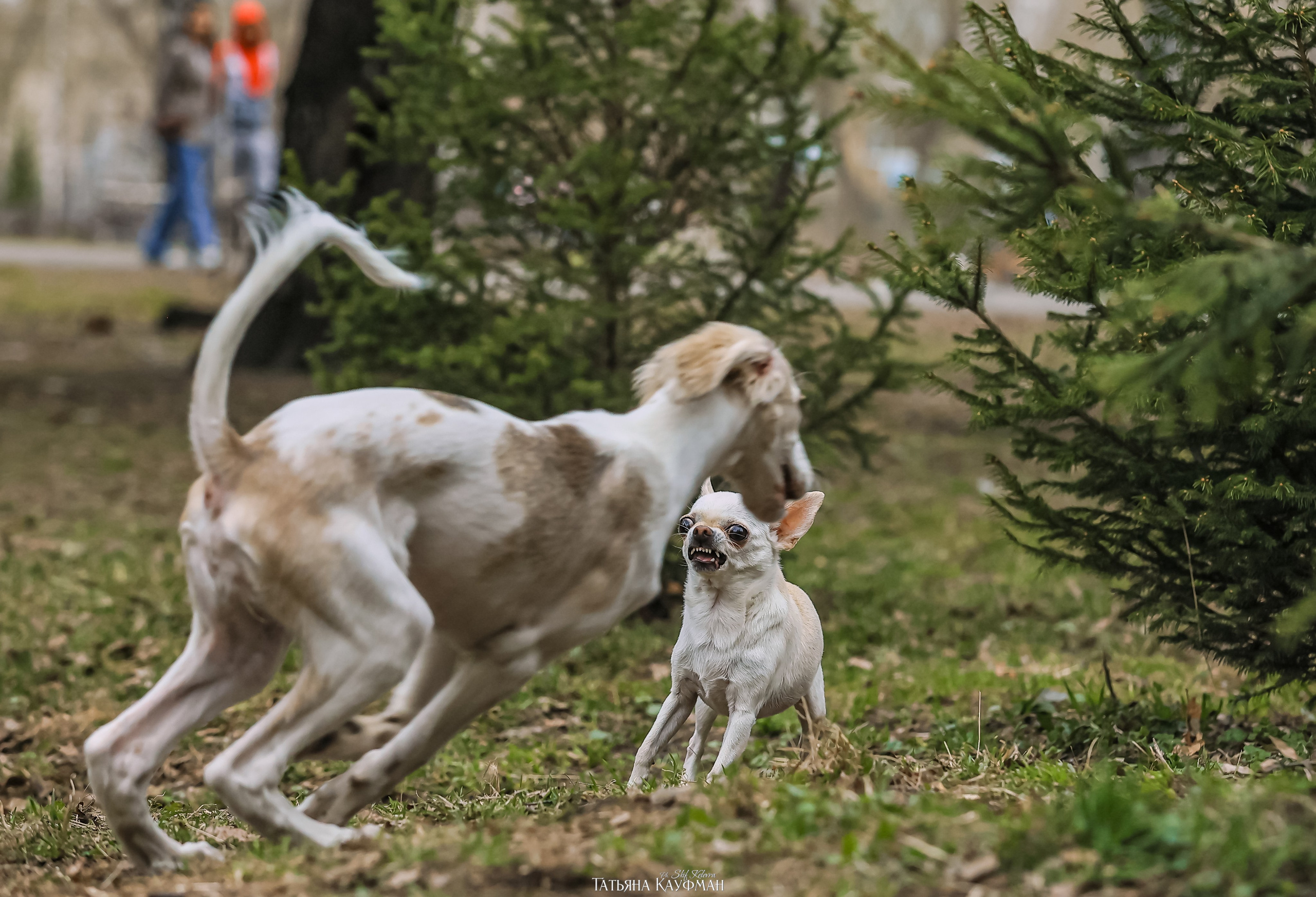 Салюки, фотография салюки, красивая собака, фотограф анималист, фотокурс Анималистика, научиться фотографировать собак, фотограф Новосибирск