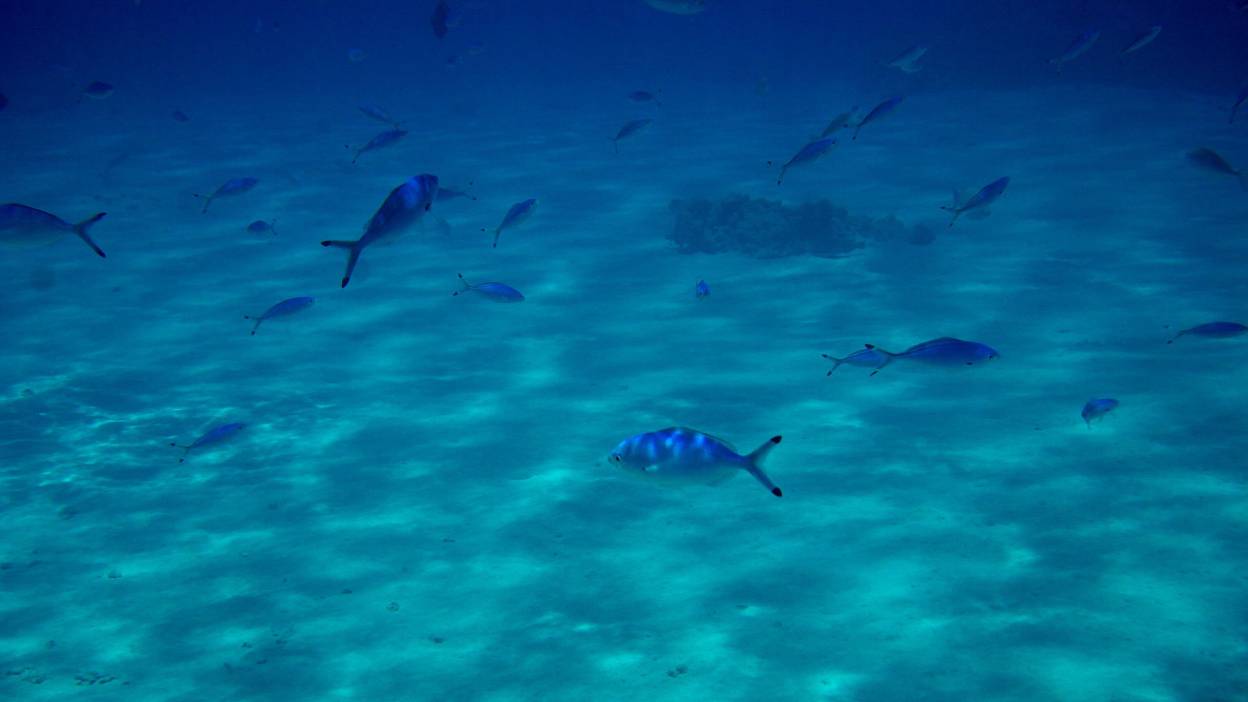 Под водой. Миша Печёнкин | фотография