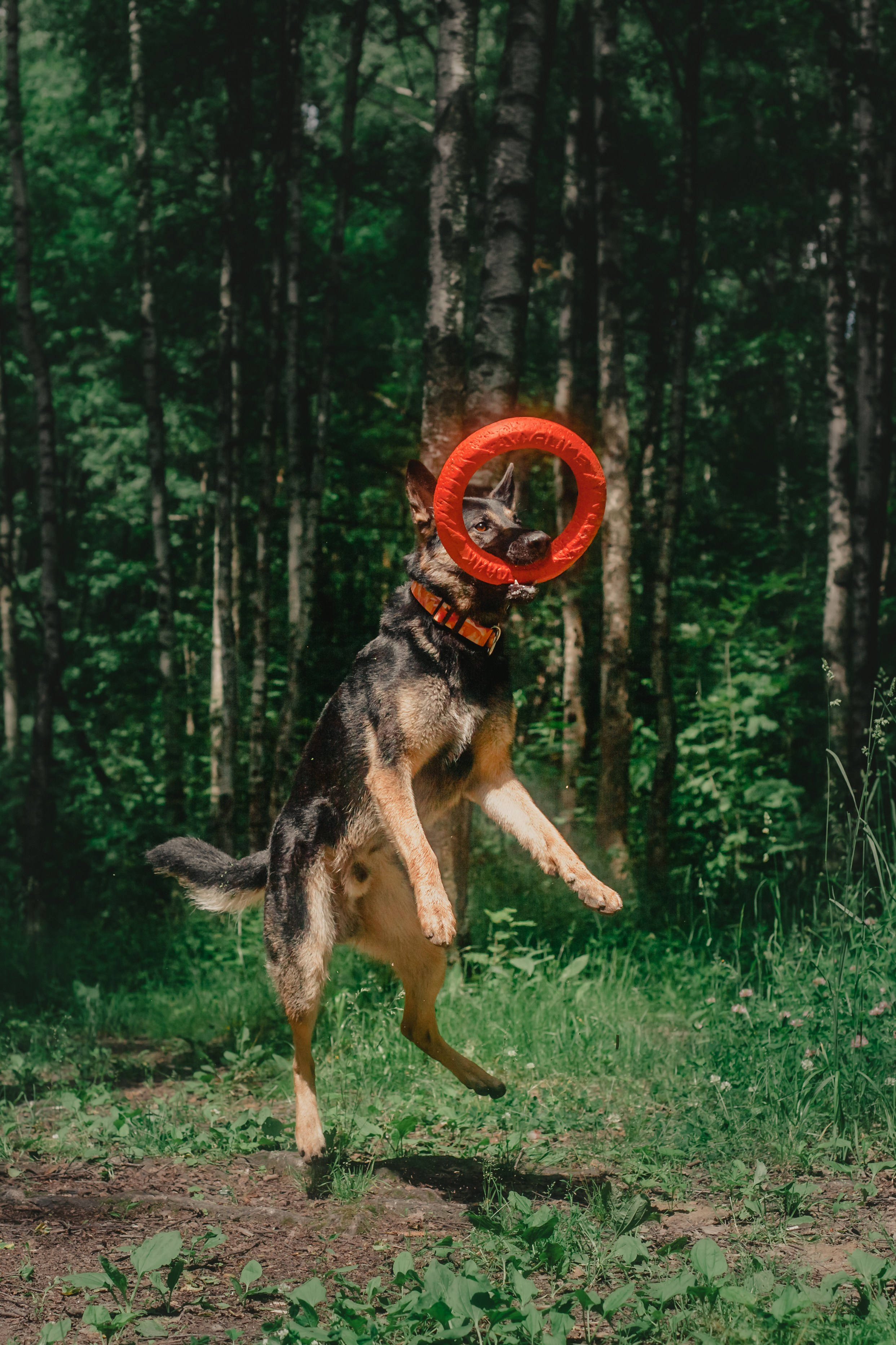Лесная летняя фотопрогулка. Фотограф-анималист Татьяна Степанова