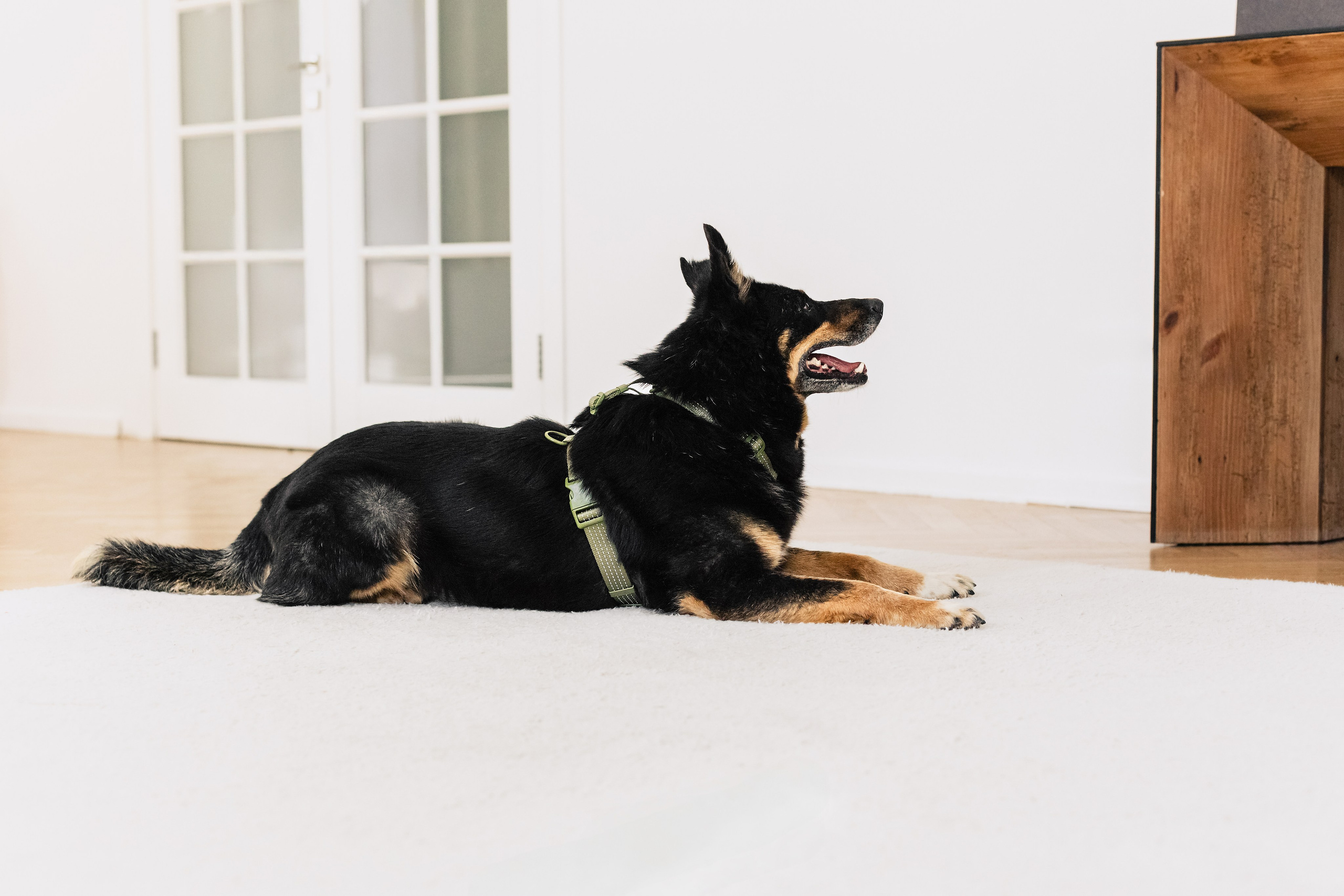 Студия лето 2025. Фотограф-анималист Татьяна Степанова