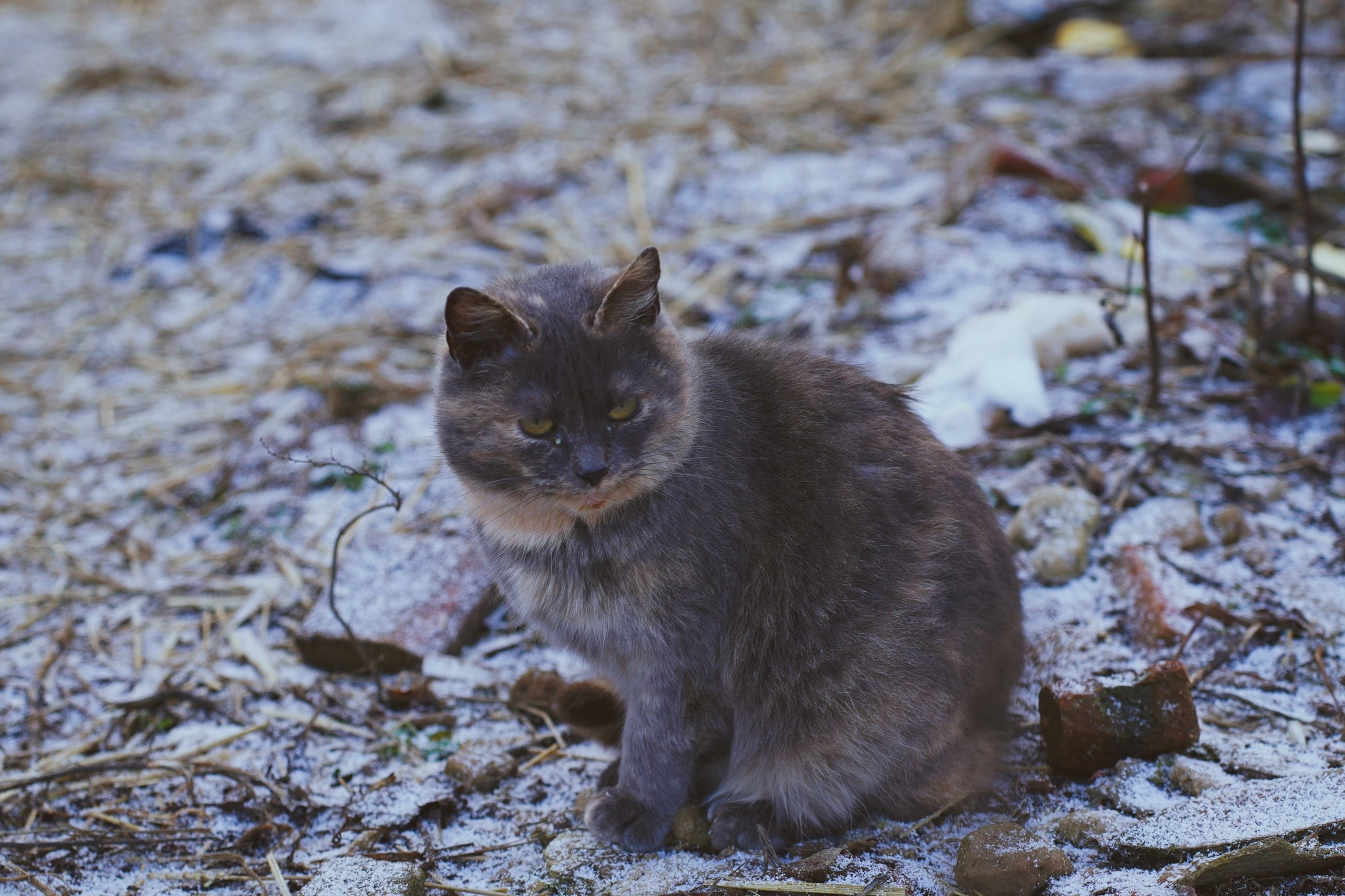 CATLAND. Фотограф и визуальный художник в Туле / Николай Рейзвих