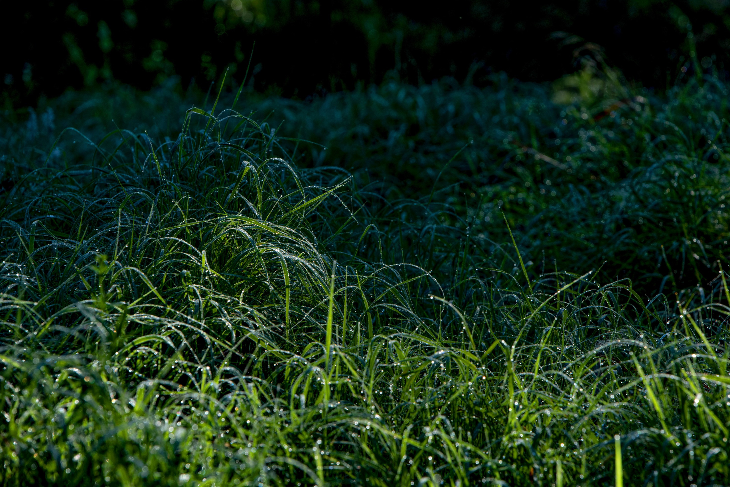 Природа. Команда фотографов Кристины Ивановой