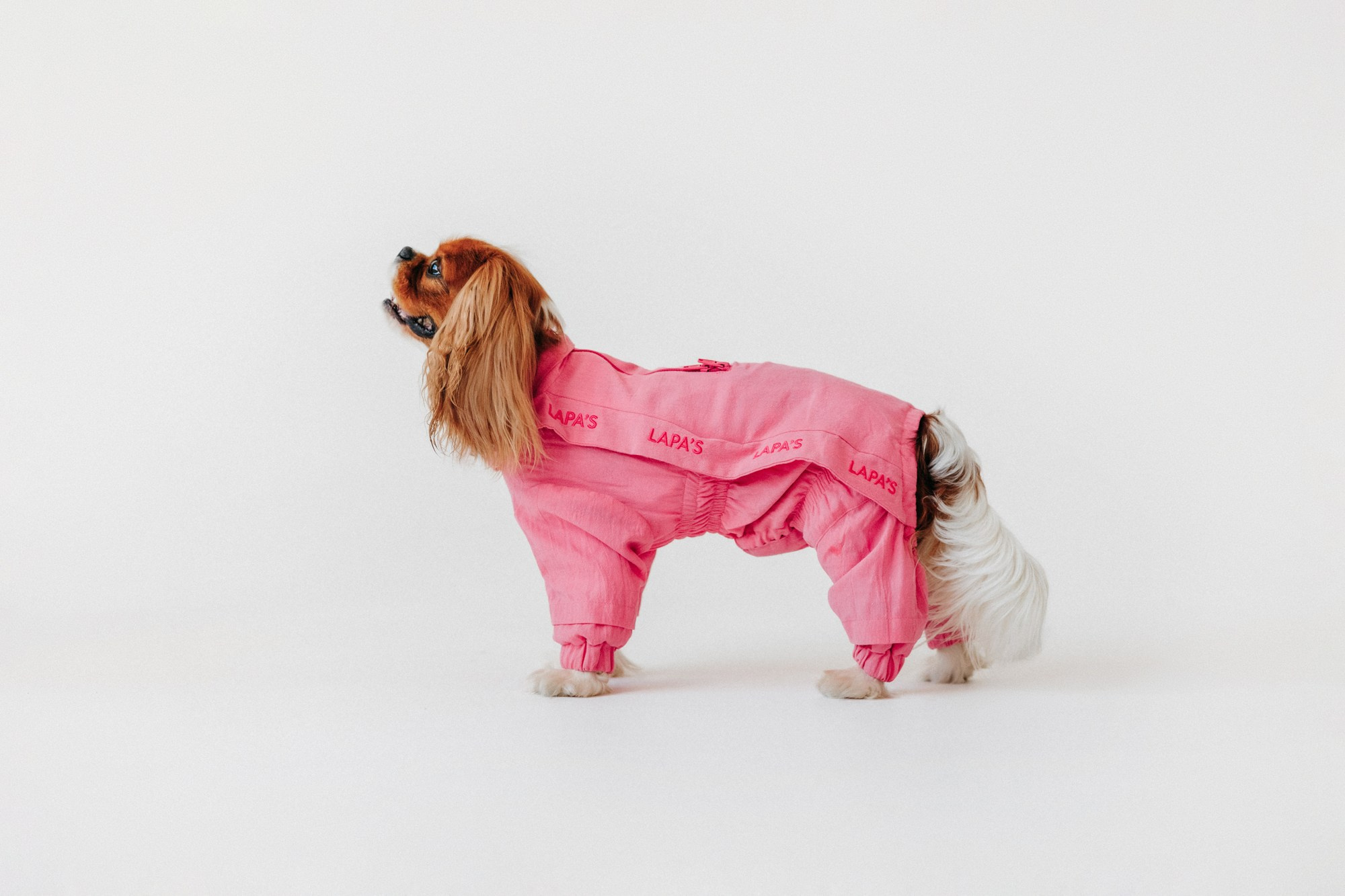 Одежда Lapa`s brand. Фотограф-анималист Елена Радченко, Москва