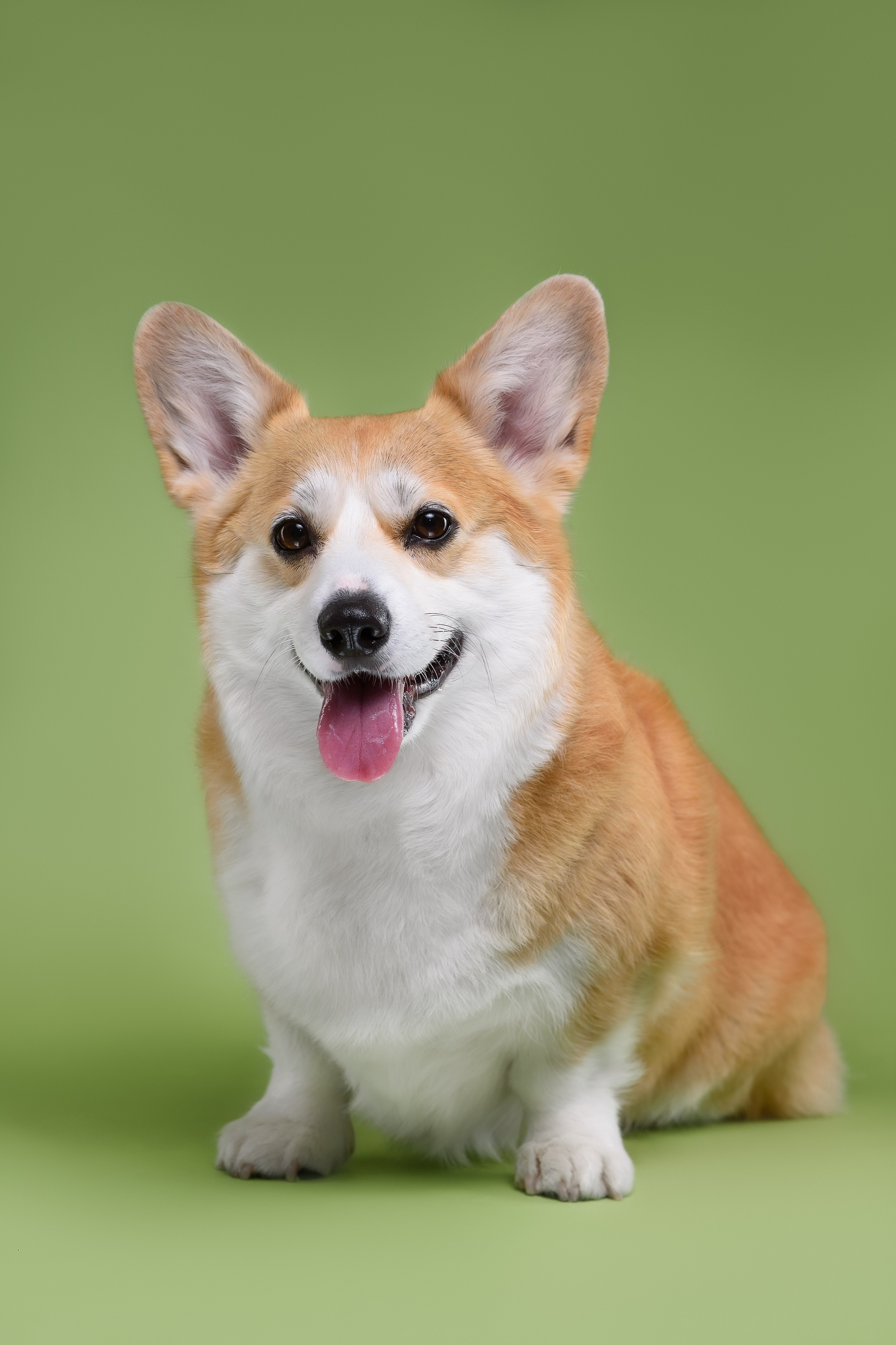 Лея на однотонном фоне. Фотограф — Анималист | Анна Абрамова