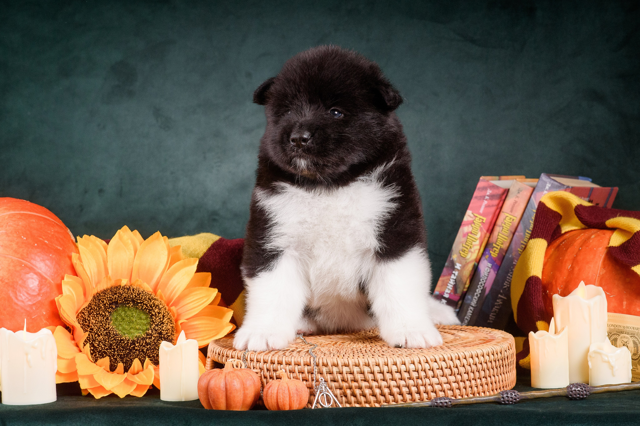 Щенки Американской Акиты — 04.11.2024. Фотограф — Анималист | Анна Абрамова