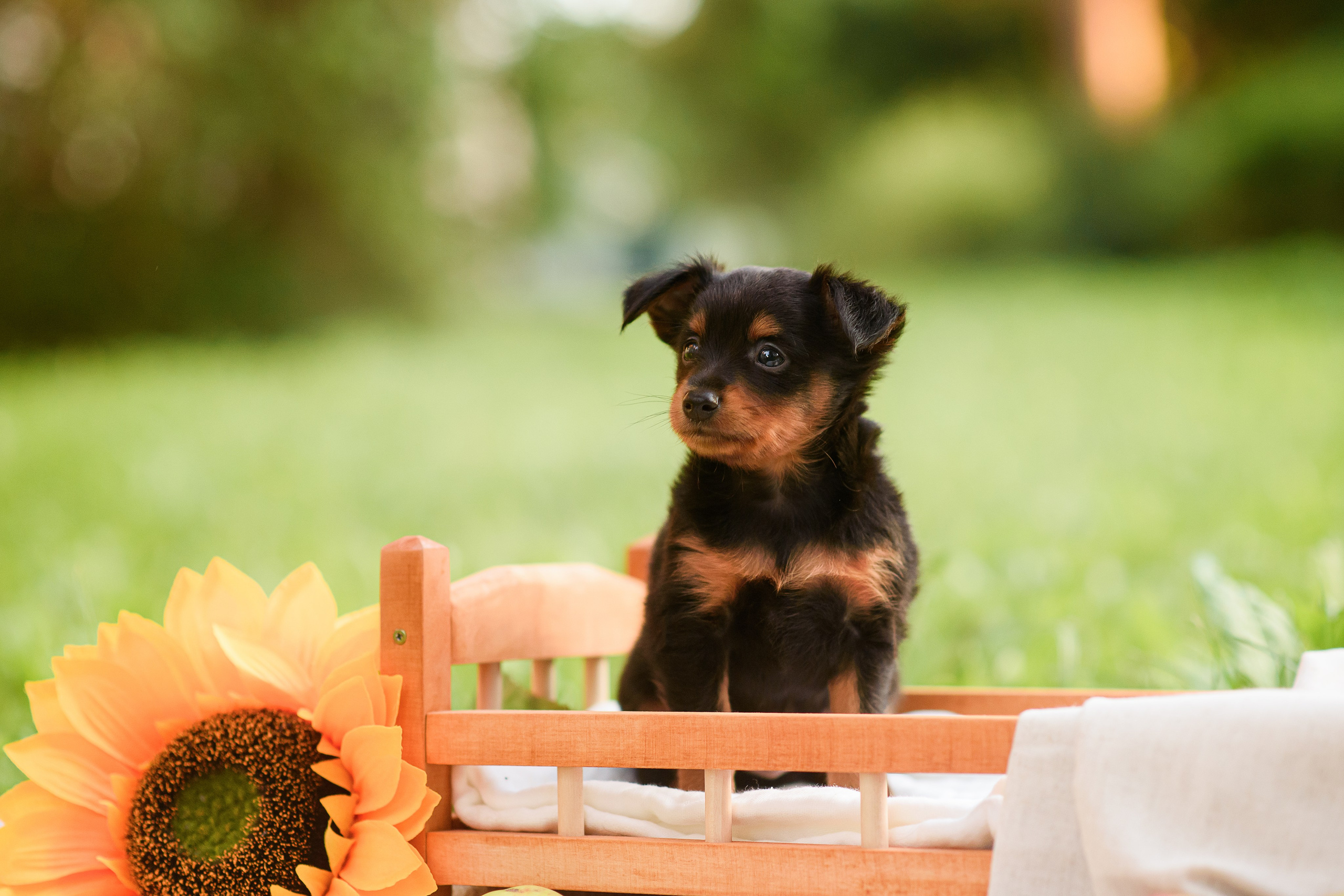 Щенки Пражских крысариков — 03.08.2024. Фотограф — Анималист | Анна Абрамова