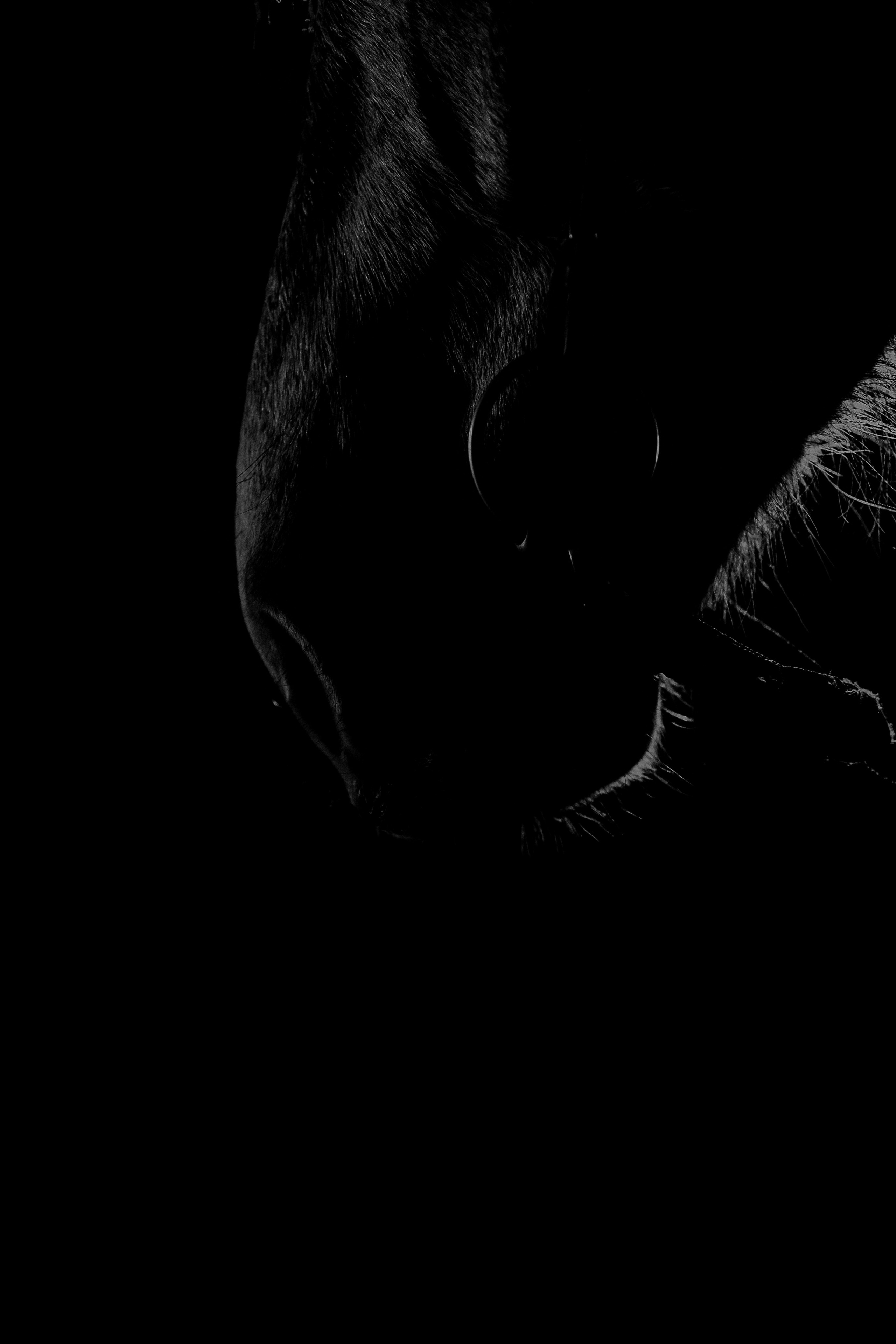 Дакар и Рамина ЧБ — 08.04.2023. Фотограф — Анималист | Анна Абрамова