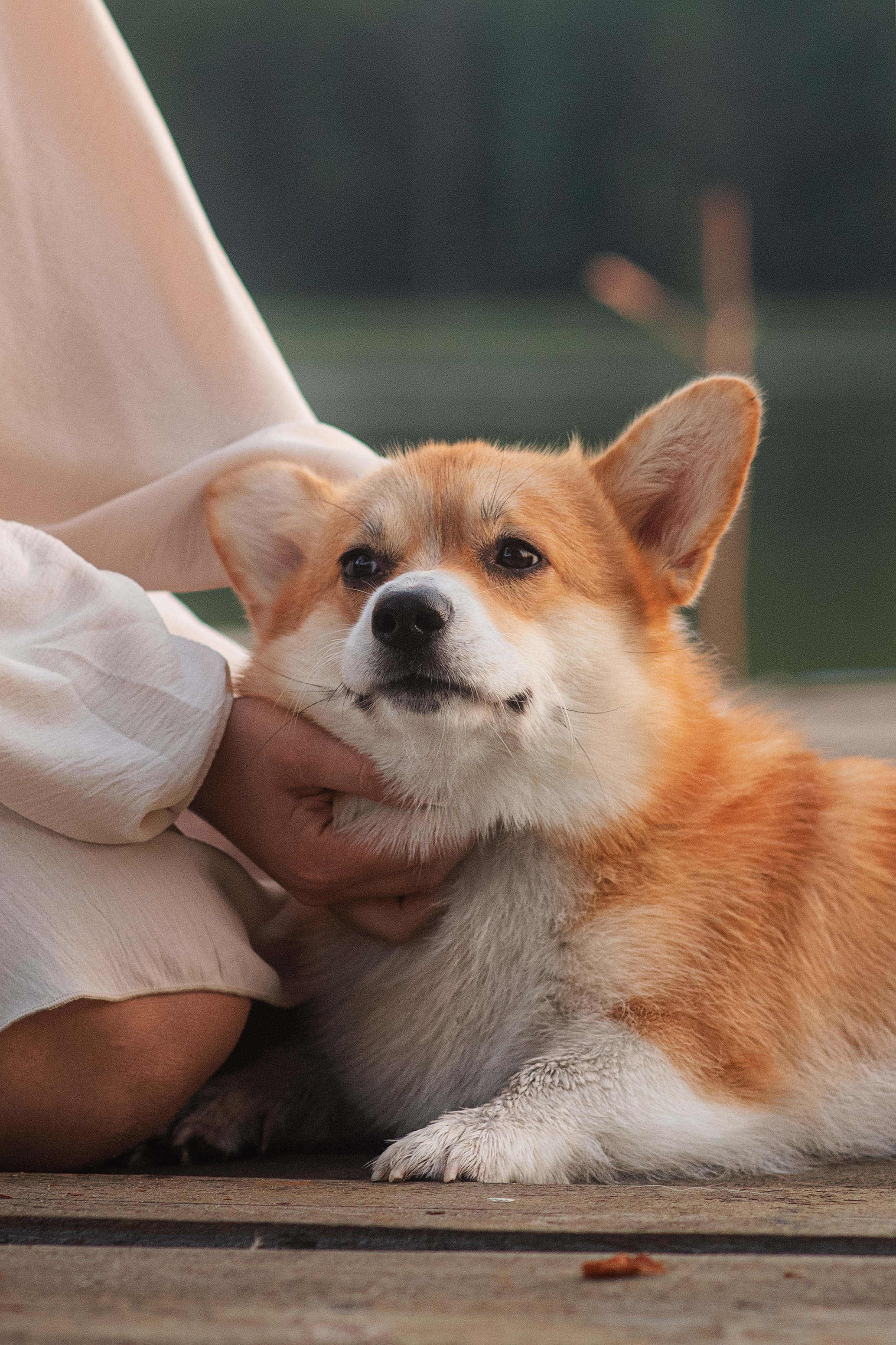 Саша, Оксана и Барни — 25.08.2024. Фотограф — Анималист | Анна Абрамова