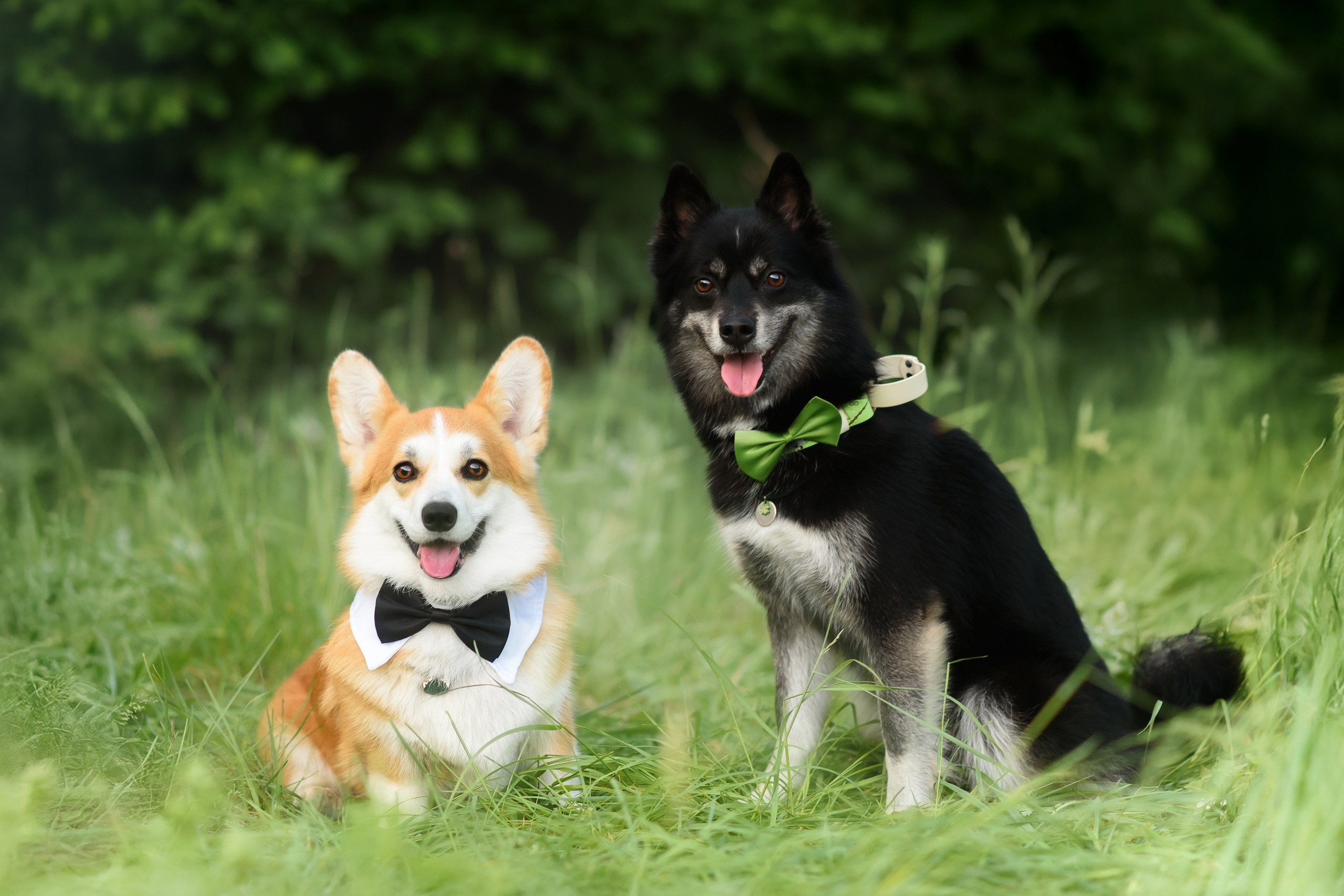 Максим, Надя, Шелби и Рой — 31.05.2025. Фотограф — Анималист | Анна Абрамова