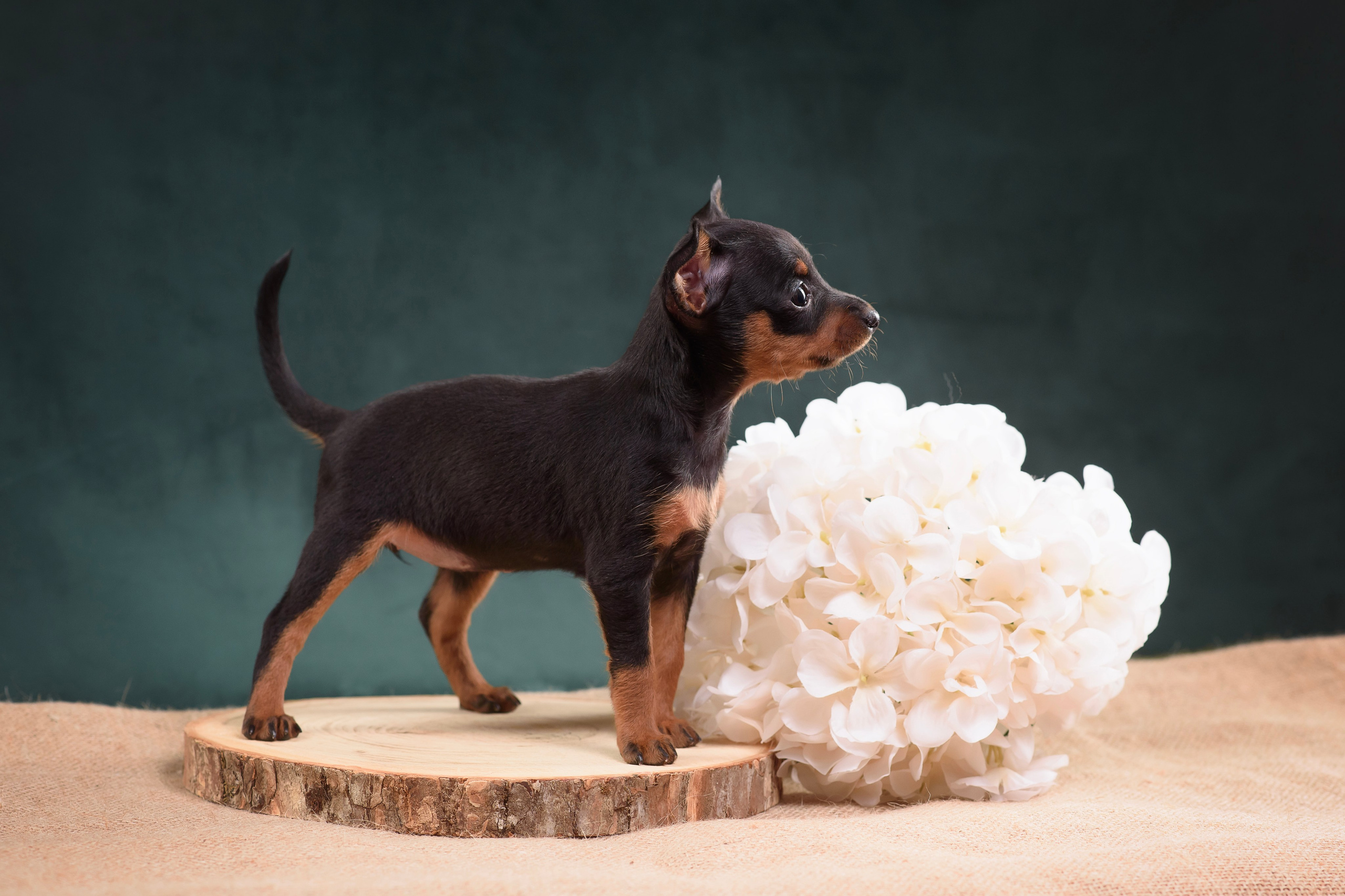 Щенки Пражского крысарика — 19.10.2025. Фотограф — Анималист | Анна Абрамова