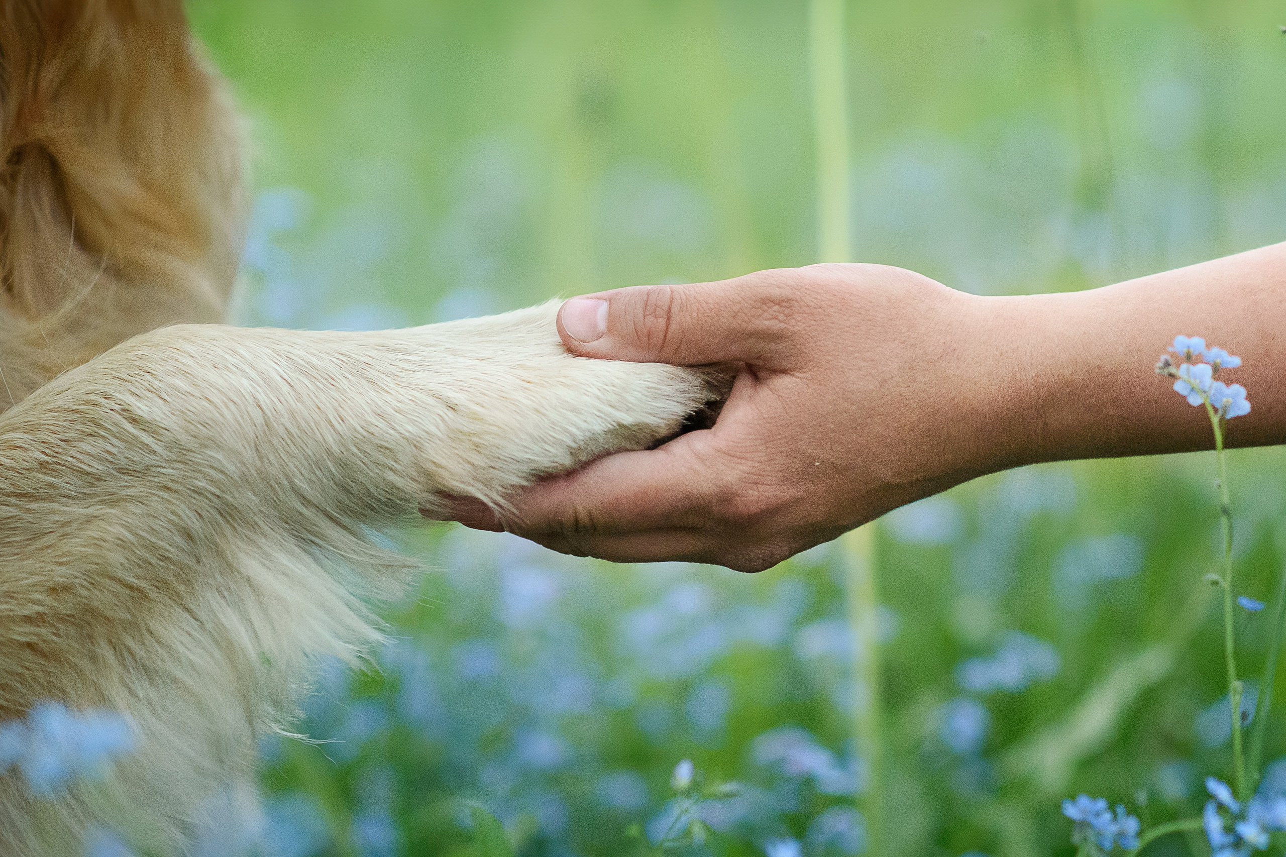 Степа, Йоки и Мята — 29.05.2024. Фотограф — Анималист | Анна Абрамова