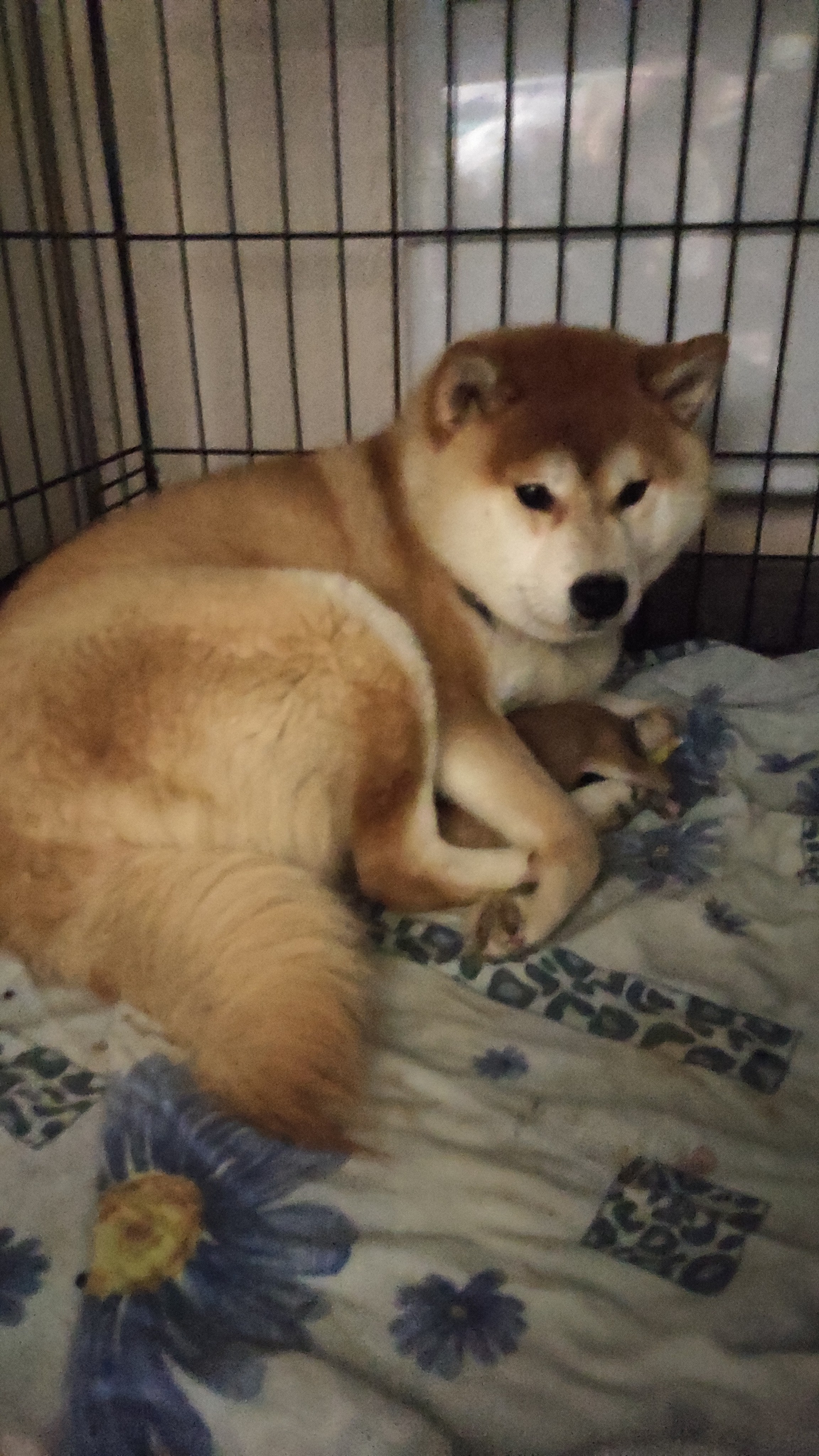 сиба питомник Рубилайт щенки на продажу rubylight  сиба щенки купить СПб Санкт-Петербург 