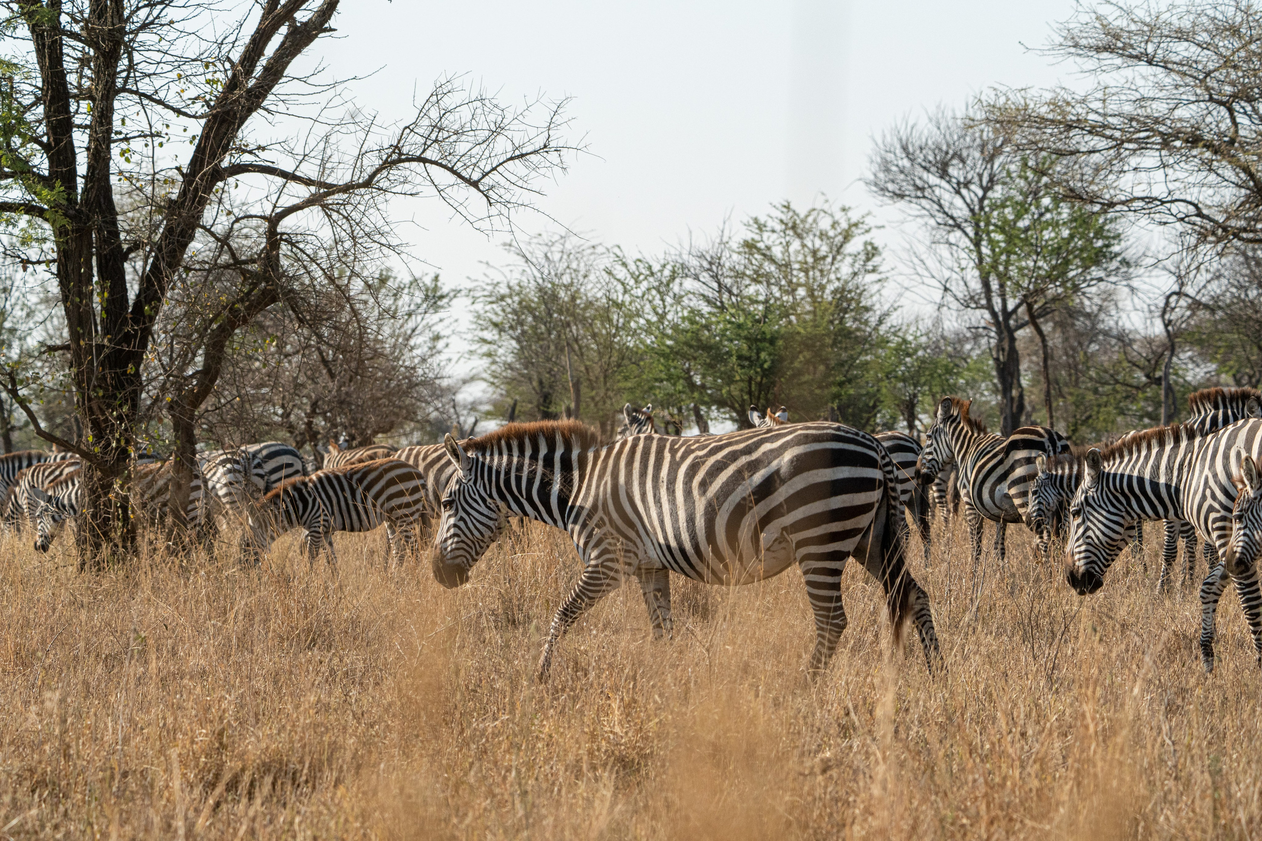 Танзания, сафари, 2025. Творческие сьемки