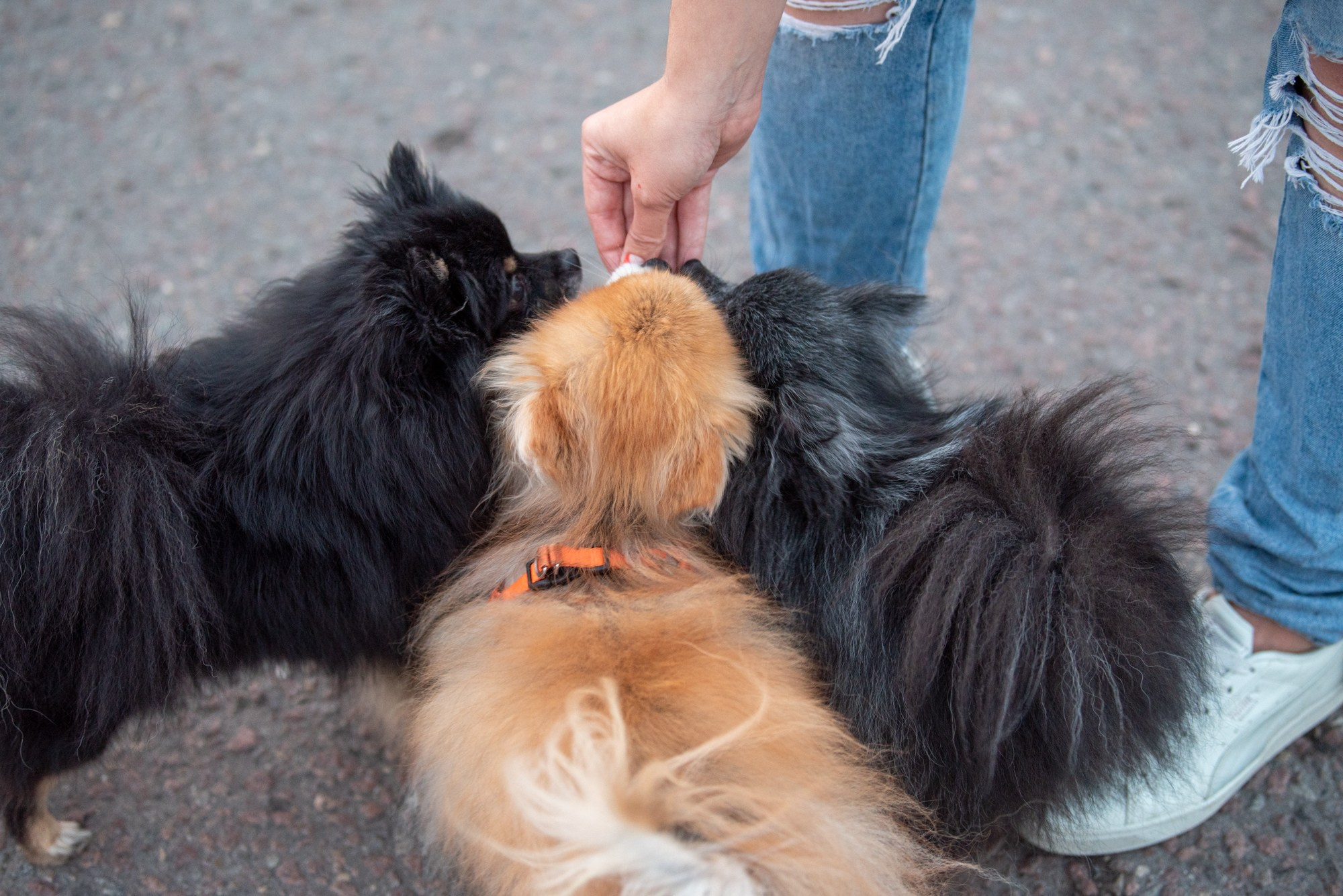 Спасенные шпицы. Фотограф в Москве Виктория Назаренко