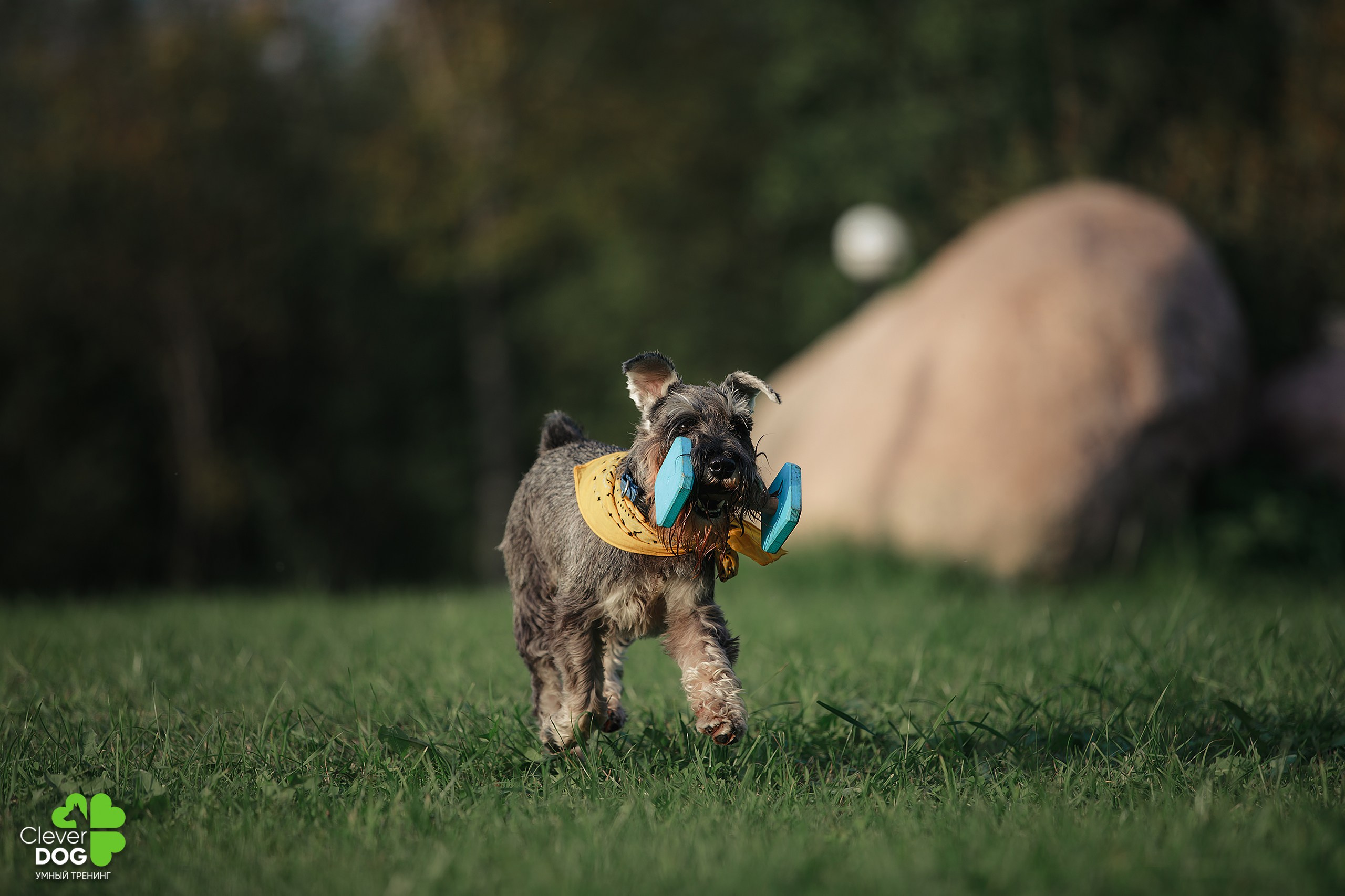 Кинологический лагерь CleverDog, 2024. Фотограф-анималист Mary Mart — Москва, Питер