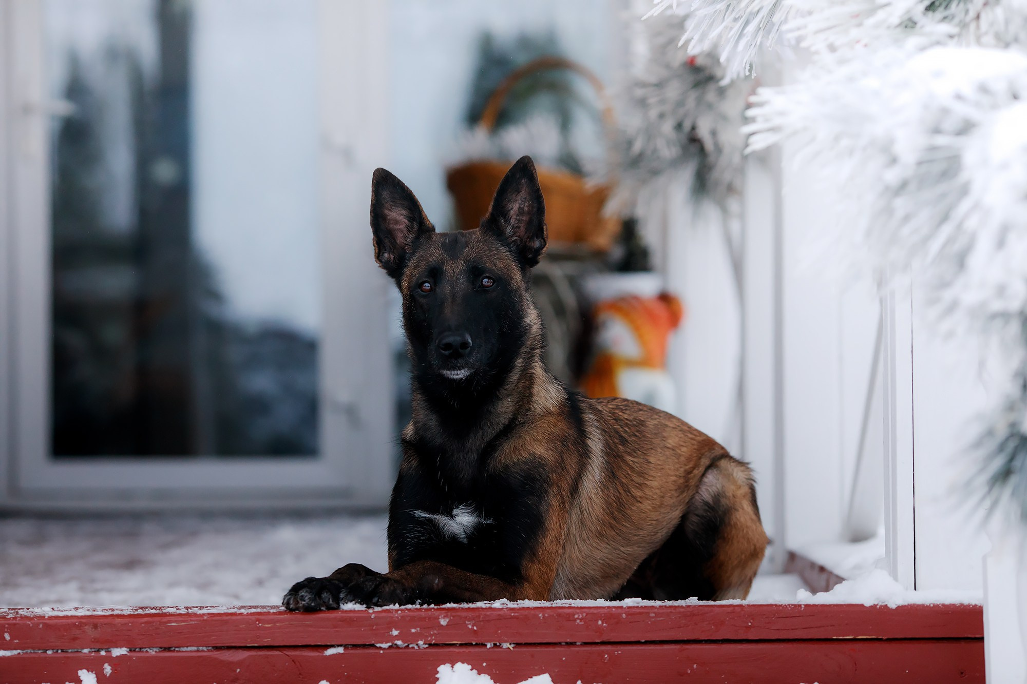 Зимние портреты. Фотограф-анималист Mary Mart — Москва, Питер