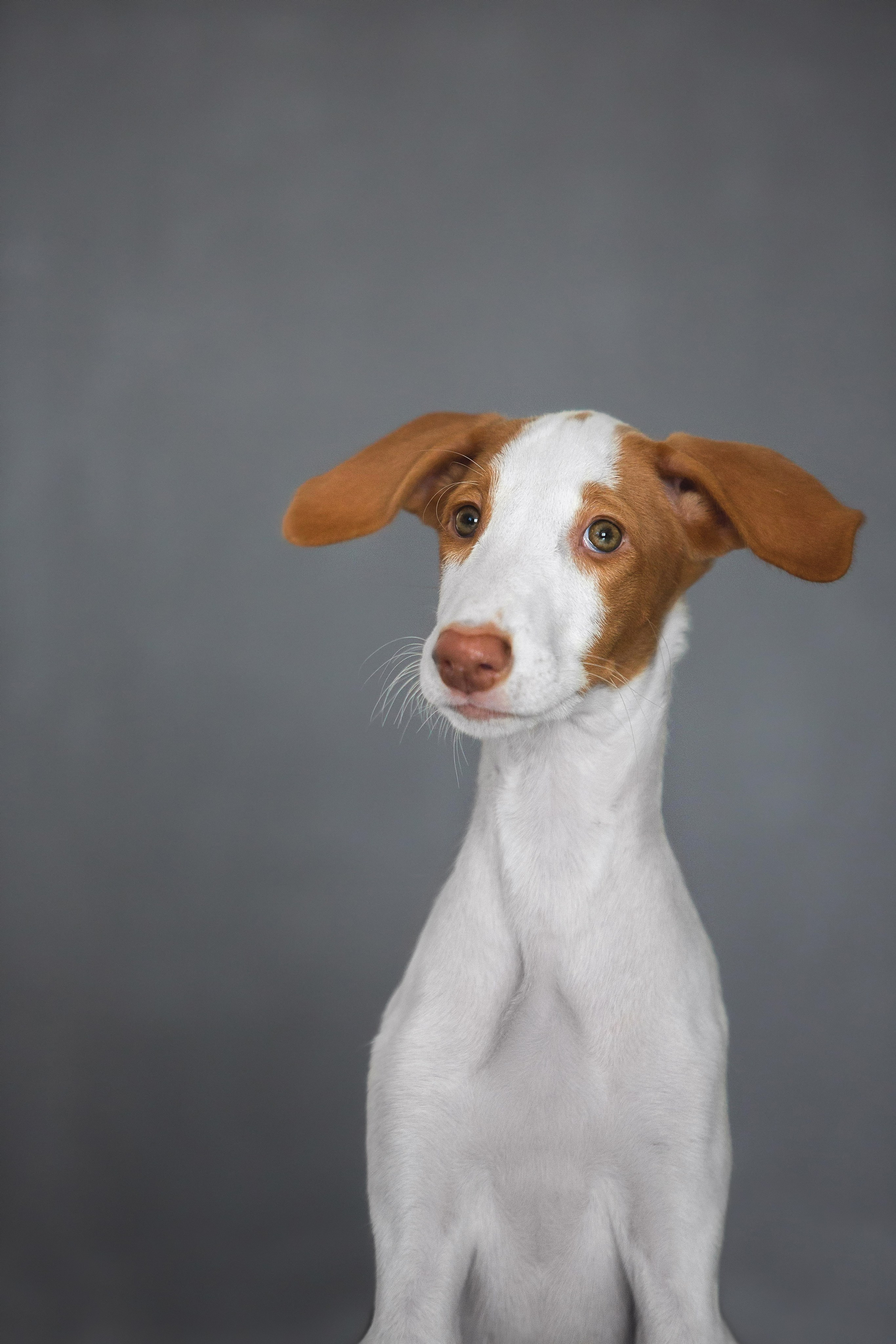 Поденко Ибиценко. Https://moshkovaphoto.ru/