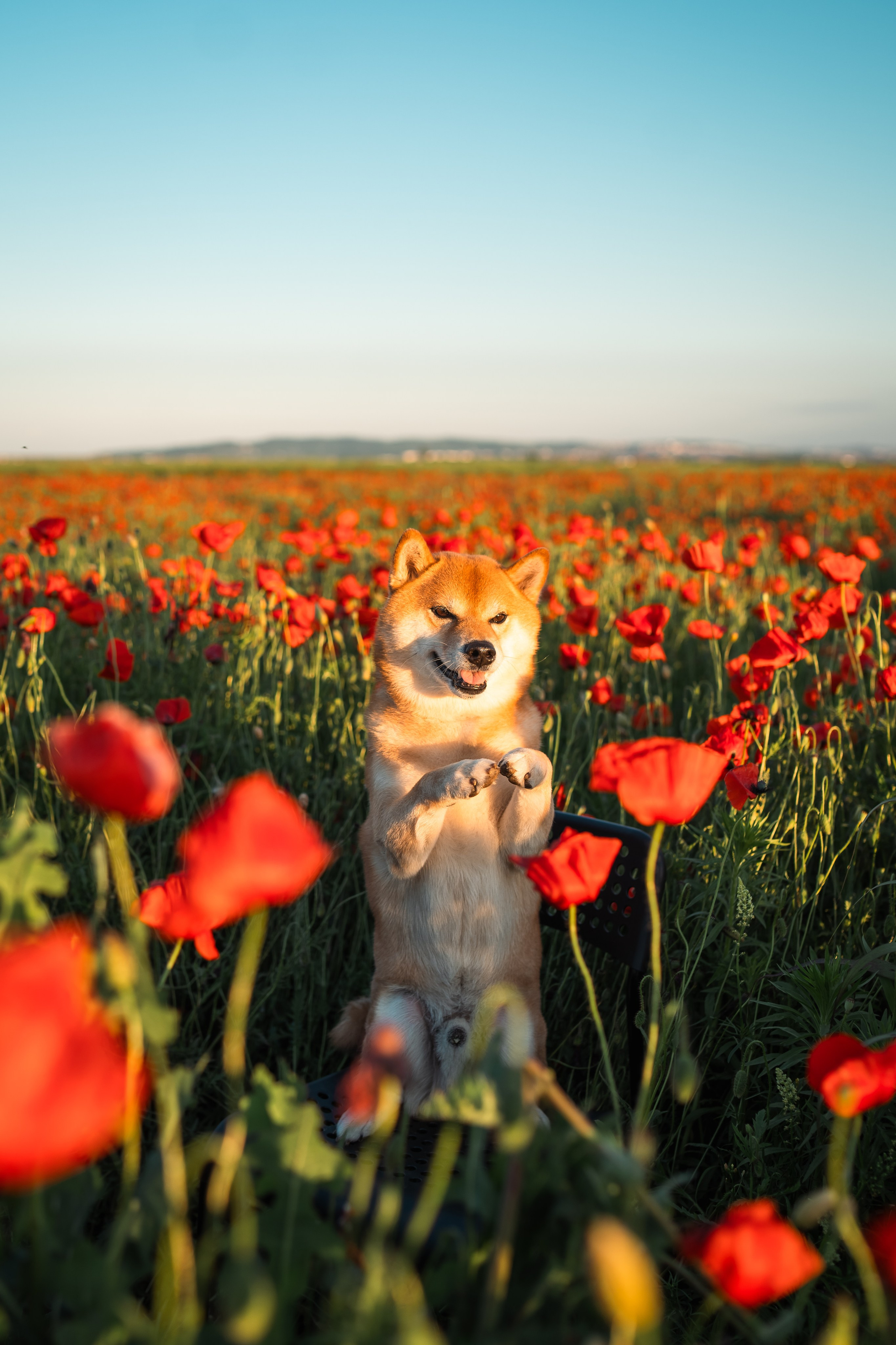 Маковое поле. Фотограф анималист