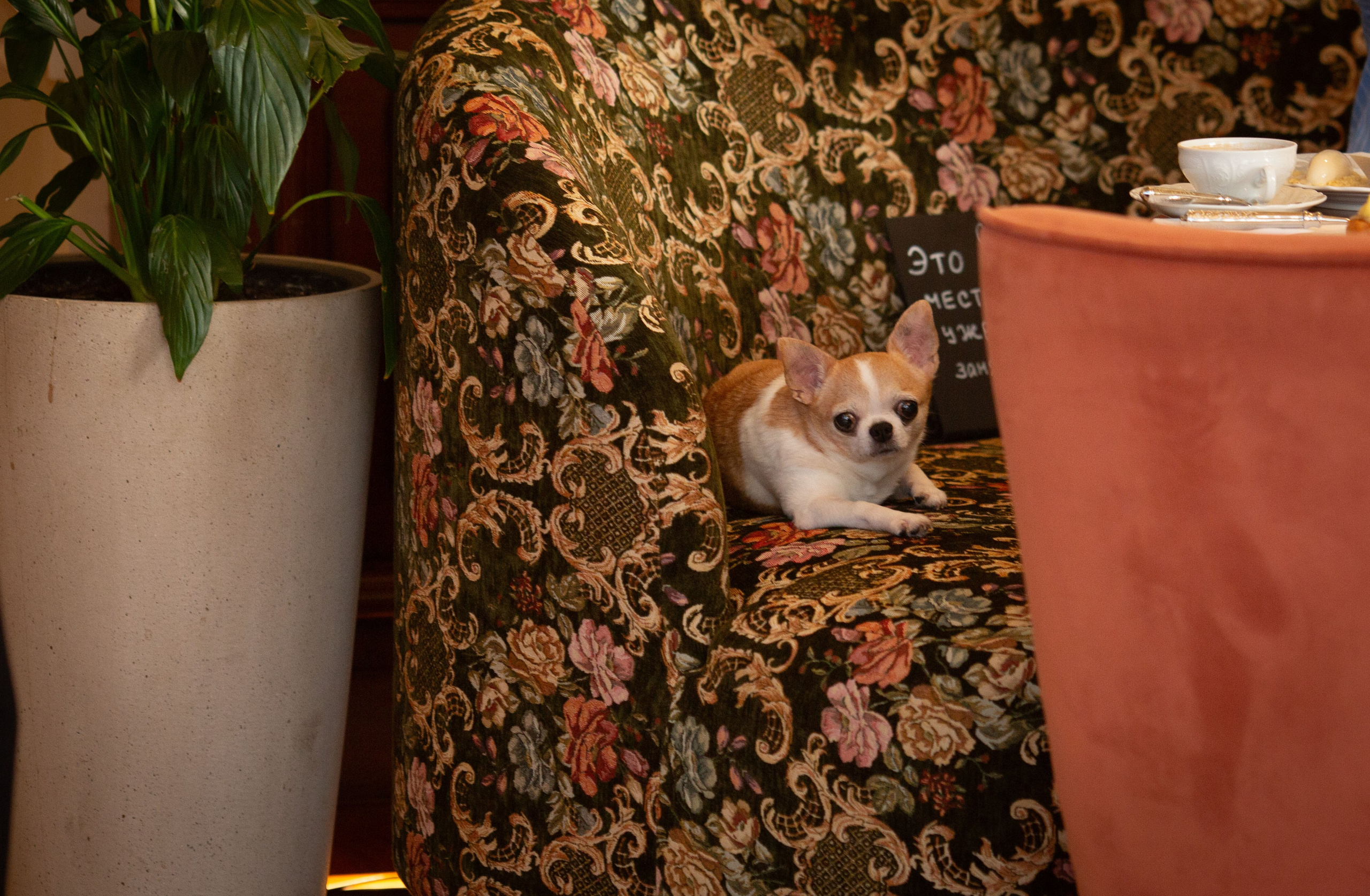 Ресторан Savoy Москва. Семейный и детский фотограф Анна Петракова