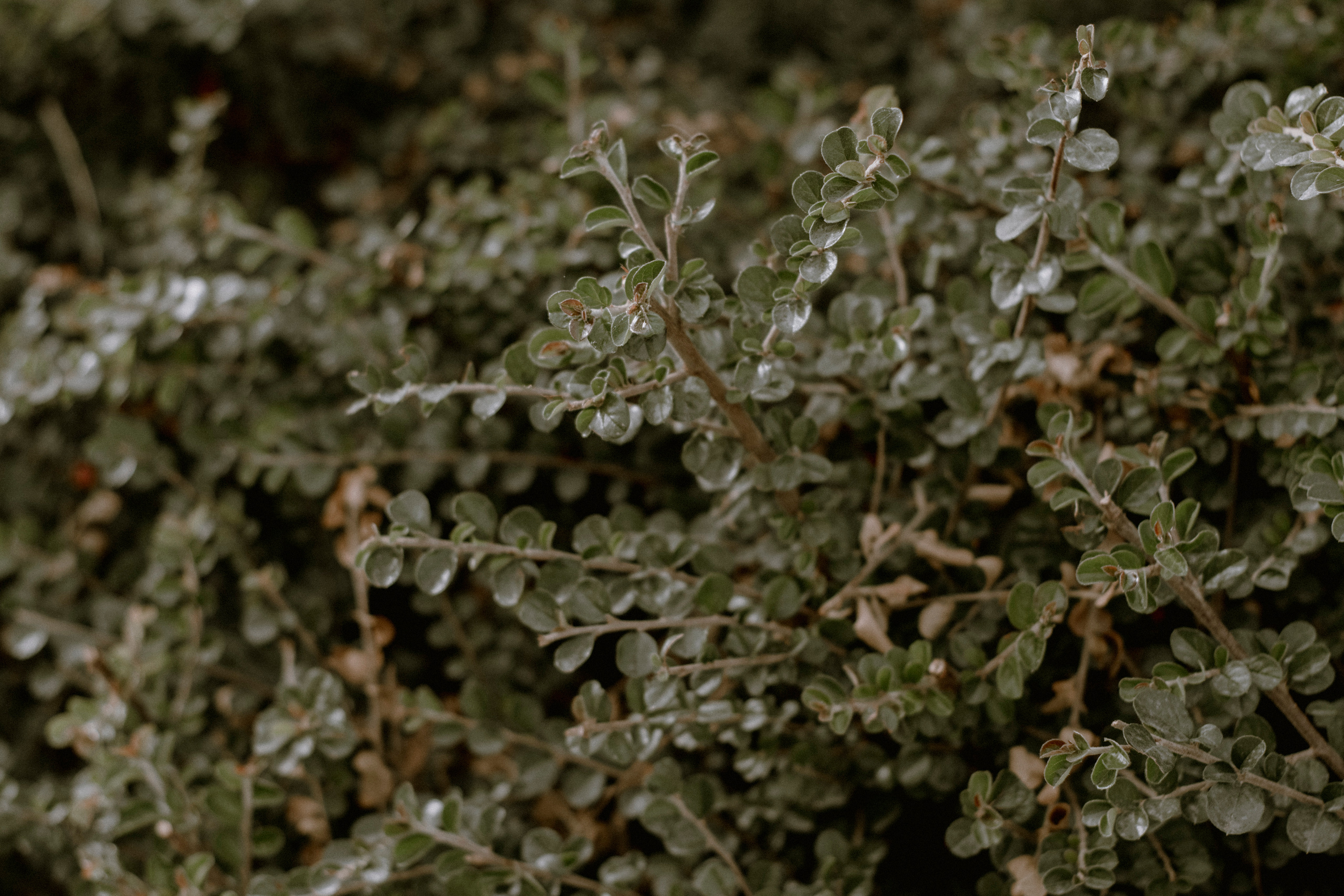 Love story Азамат и Аина. Фотографирую пары и индивидуальные съемки в Алматы Шунько Ирина