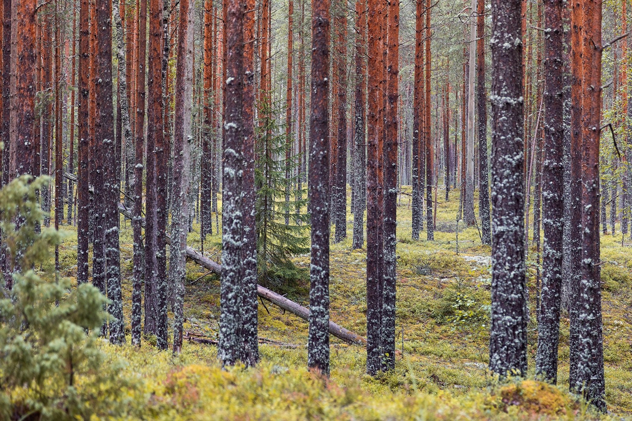 Карельский Перешеек. Фотограф Владимир Медведев