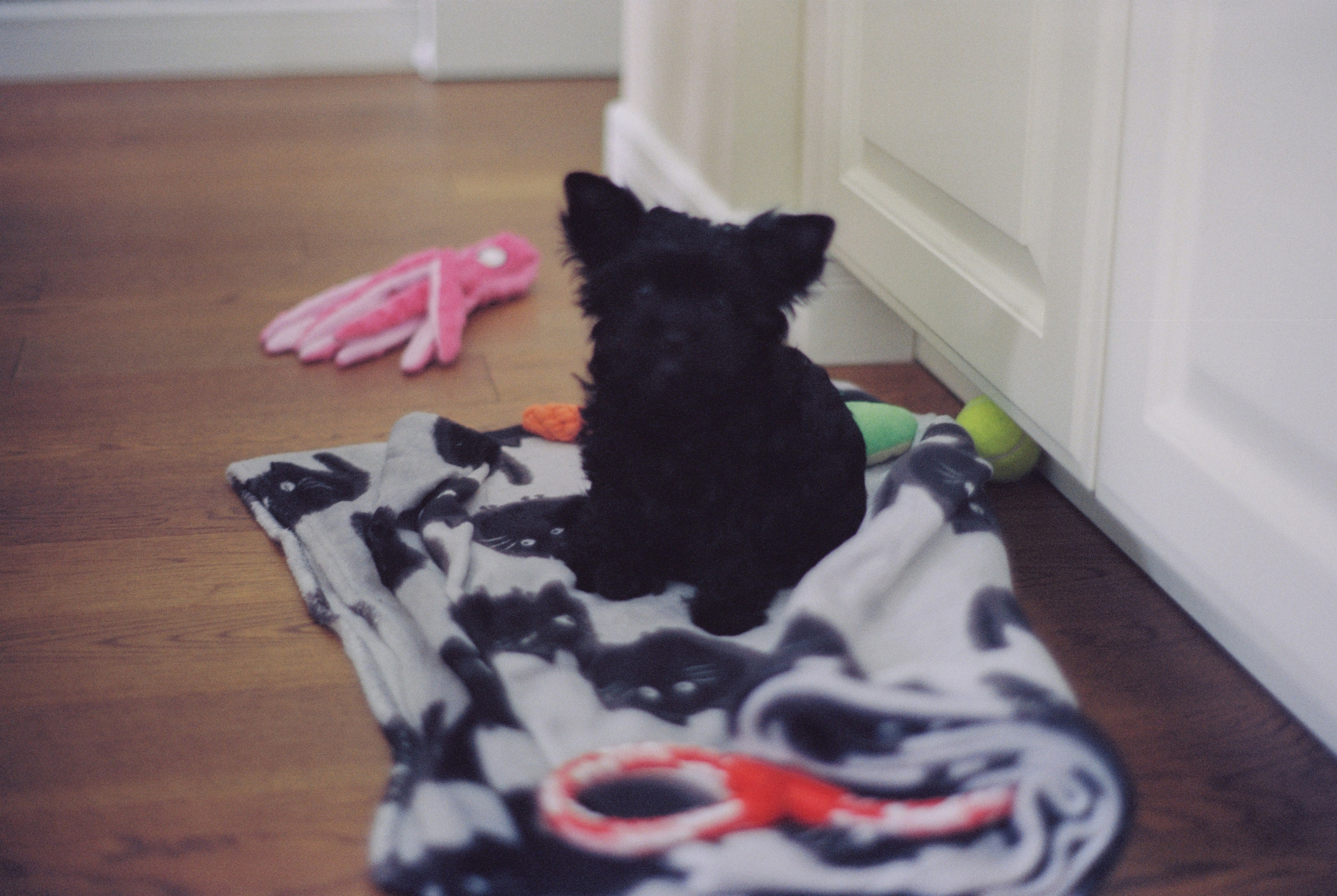 Плёночная весна 2025. Илья Михачёв Фотограф ПРО людей