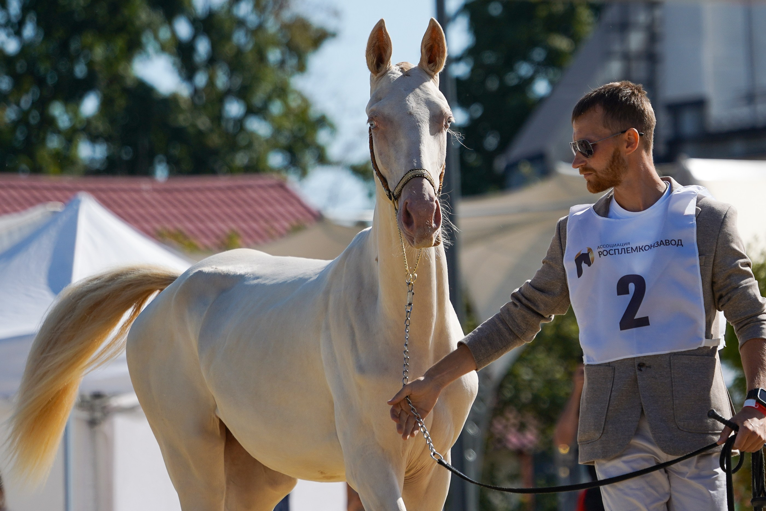 Чемпионат лошадей чистокровной ахалтекинской породы «КУБОК РОССИИ — 2024». Фотограф-анималист, портретный фотограф в Чебоксарах Мария Садыкова