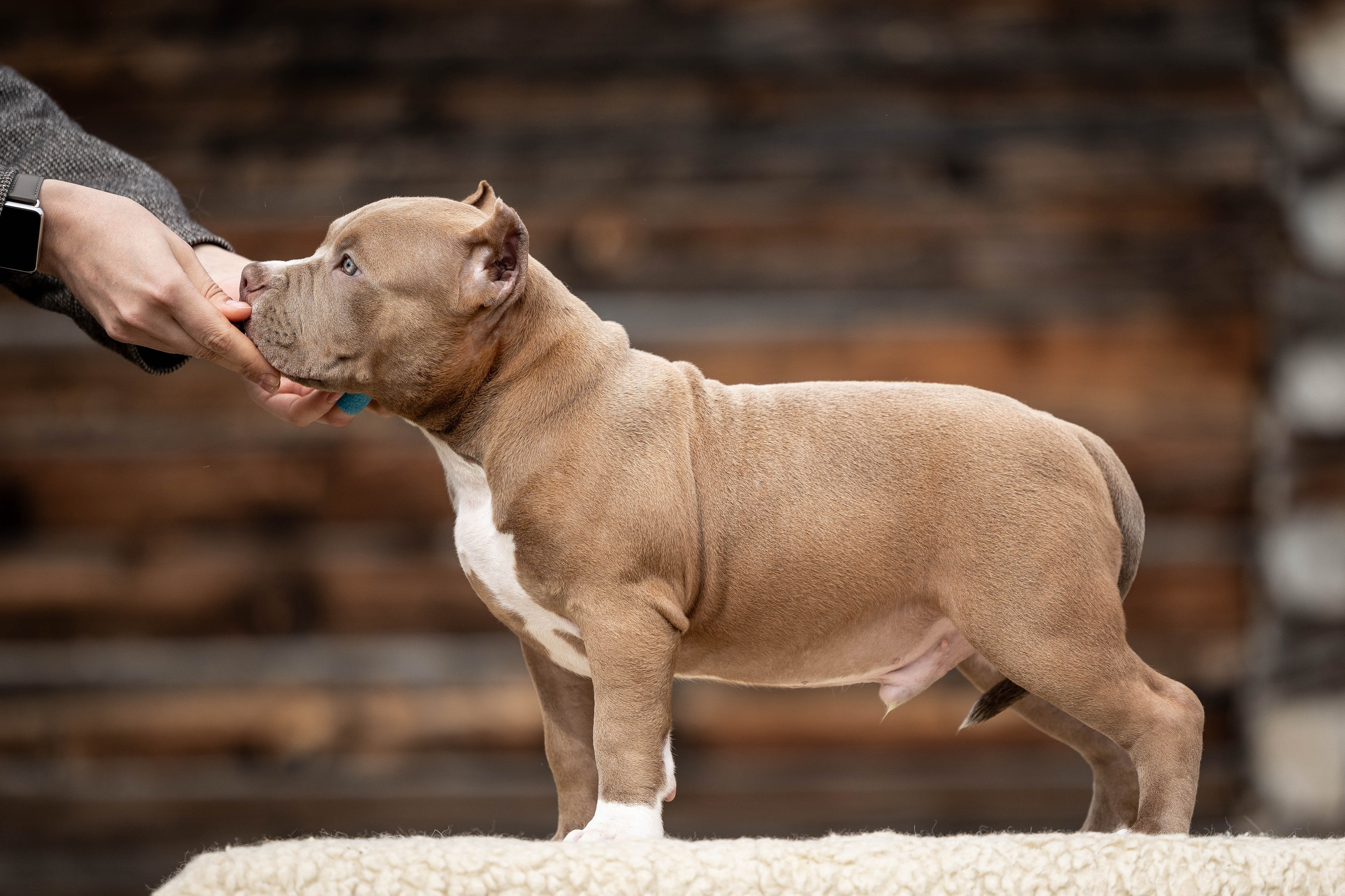И снова булляшики. Фотограф Анималист в Перми Анастасия Остерман