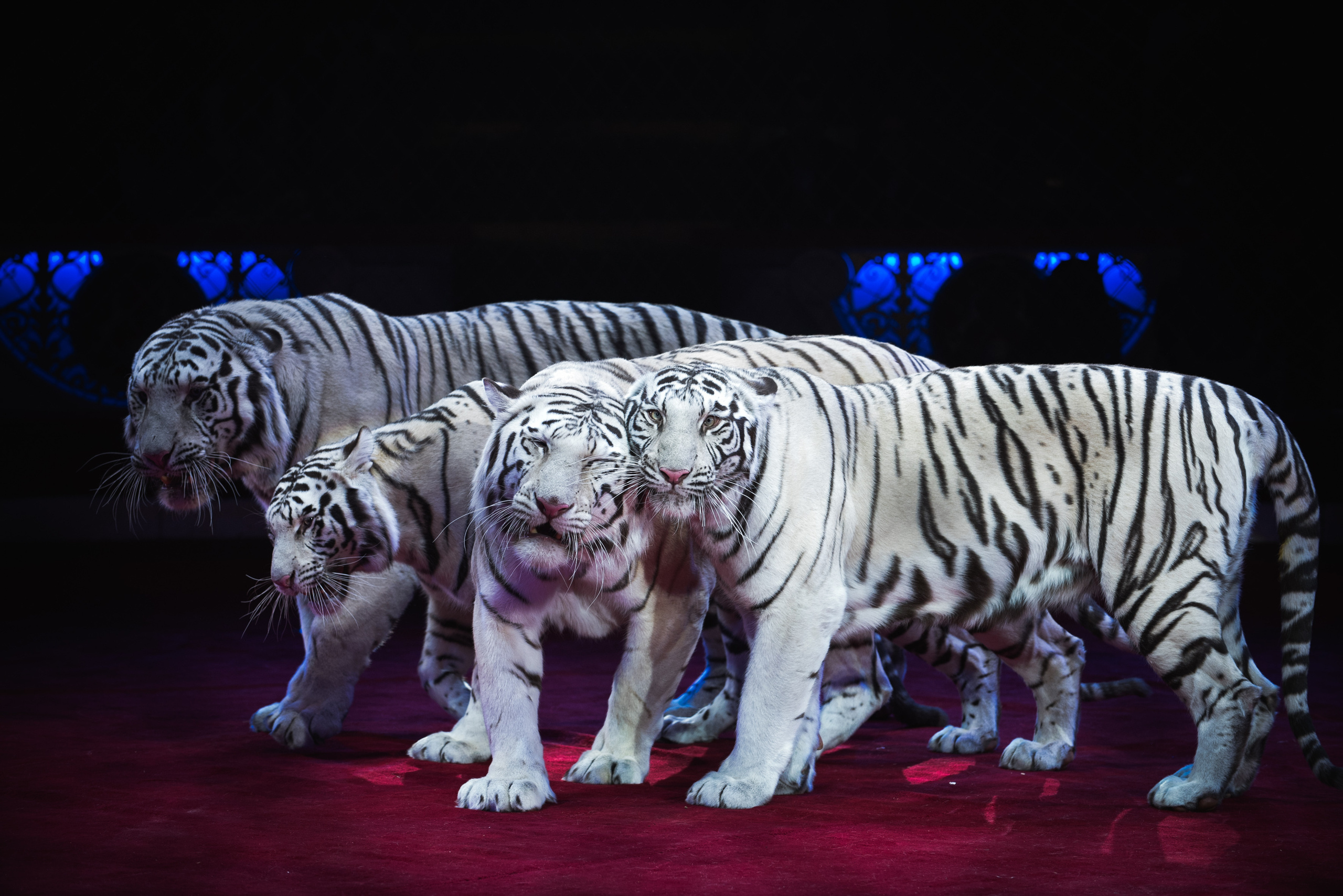 События. Профессиональный фотограф Москва Россия Граждан Олег