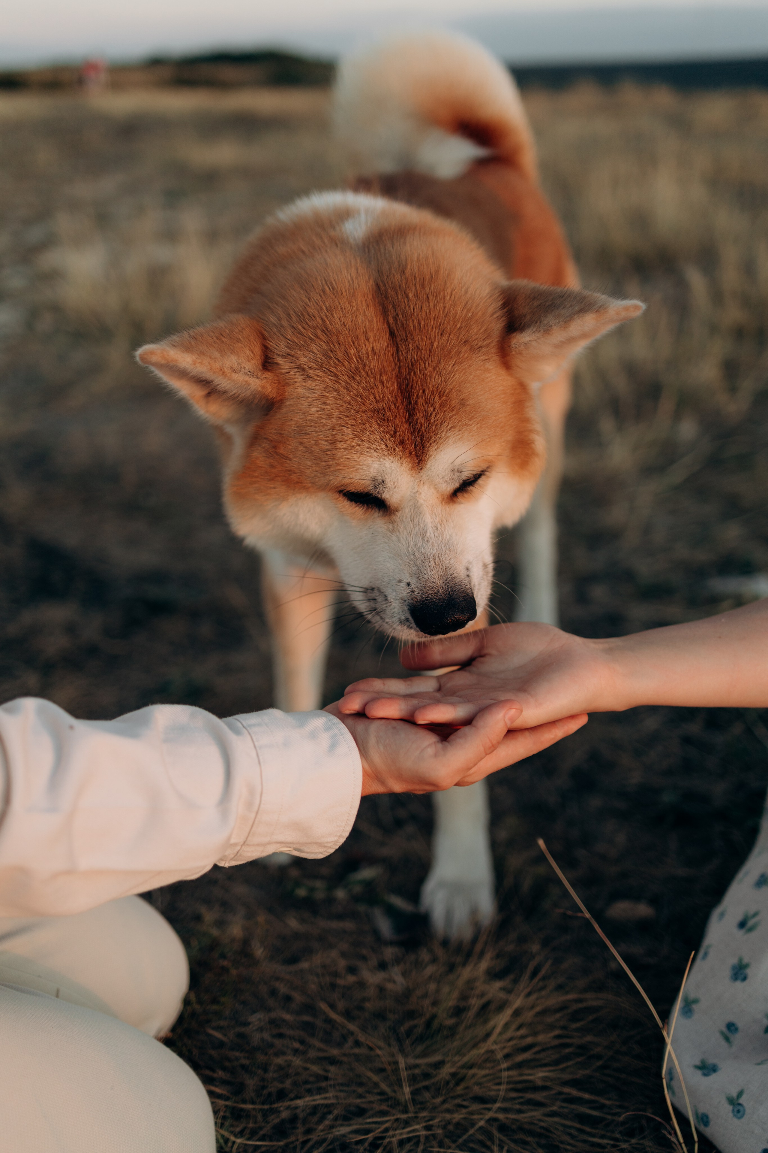 Надя, Илья и Танджи. Майорова Валерия Фотограф Ставрополь