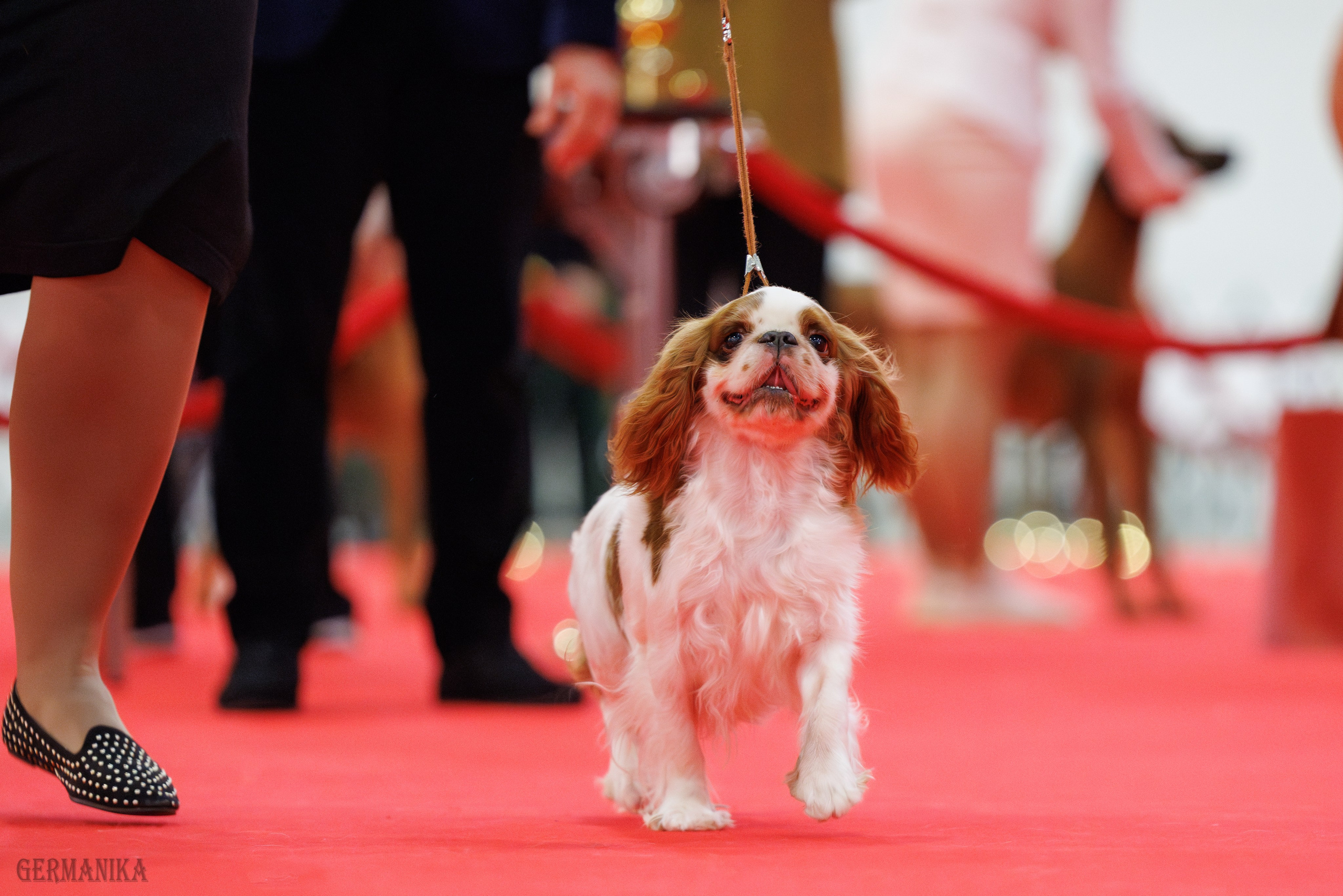 Лучшие Собаки России 17-18.02.2024. Фотограф-анималист Юлия Германика