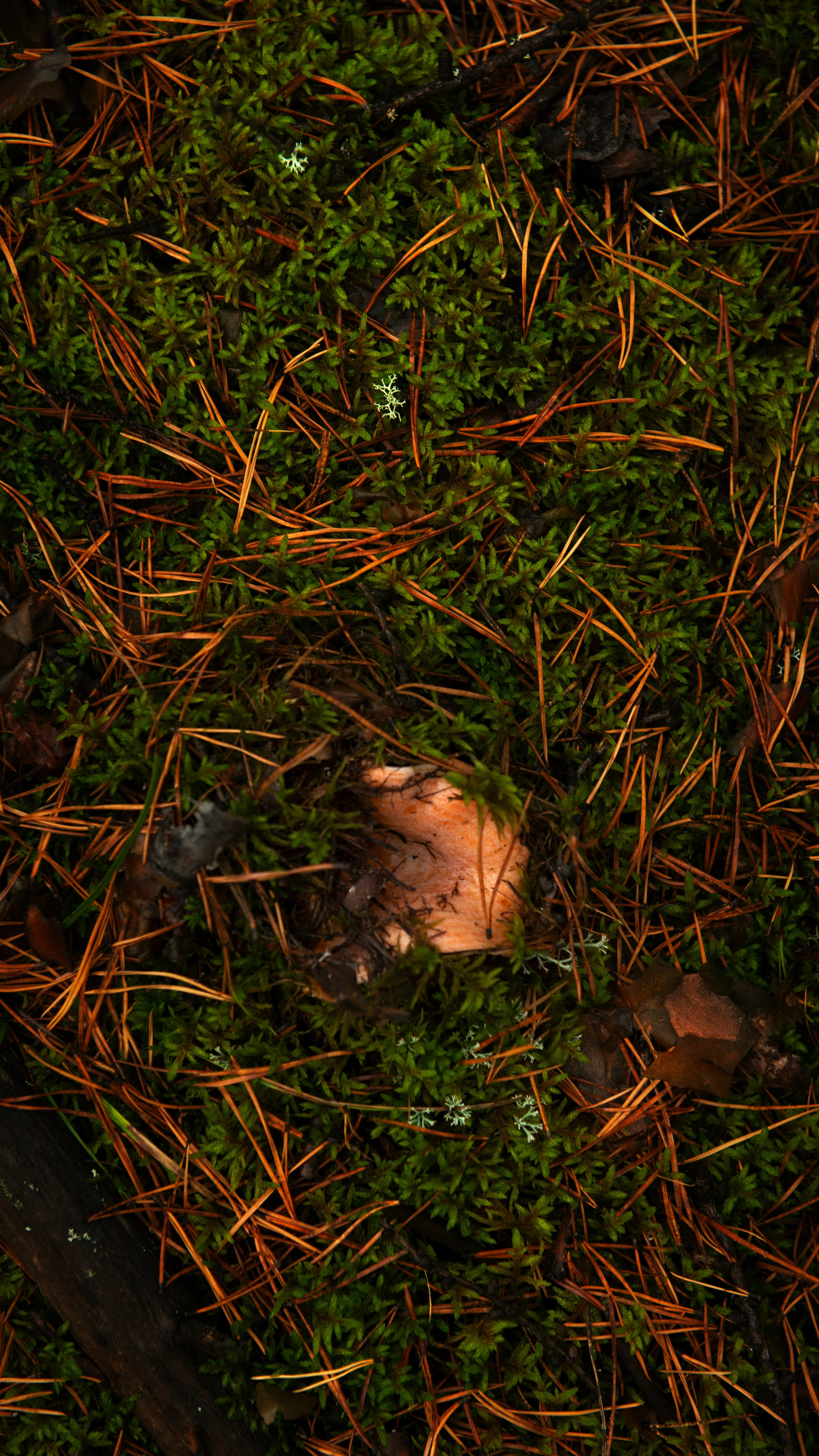 Ну вот как эту красоту не показать? А точнее, как о ней рассказать, если не показать?. Предметный фотограф и ретушер Улан-Удэ Алла Белова