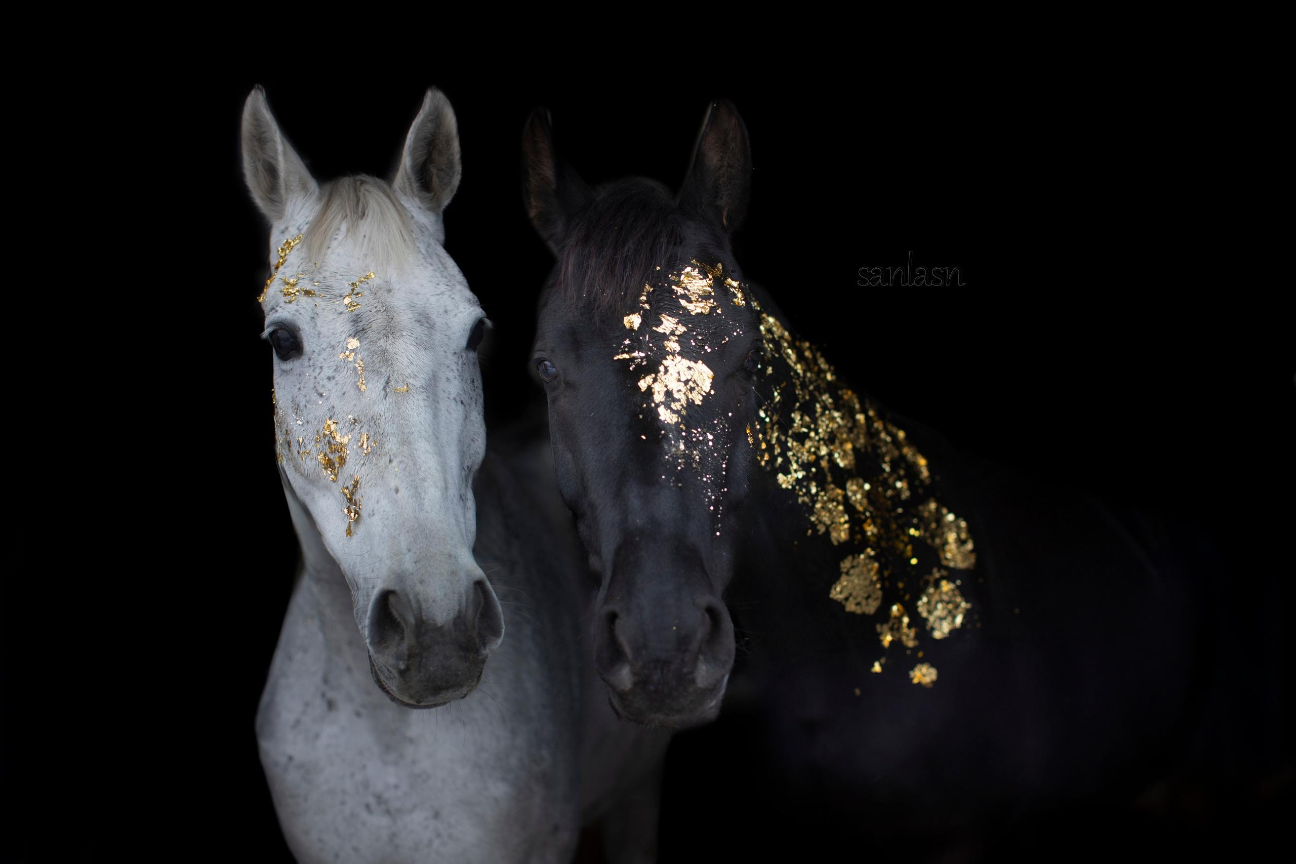 Животные. Фотограф в Москве и в Московской области Сандра