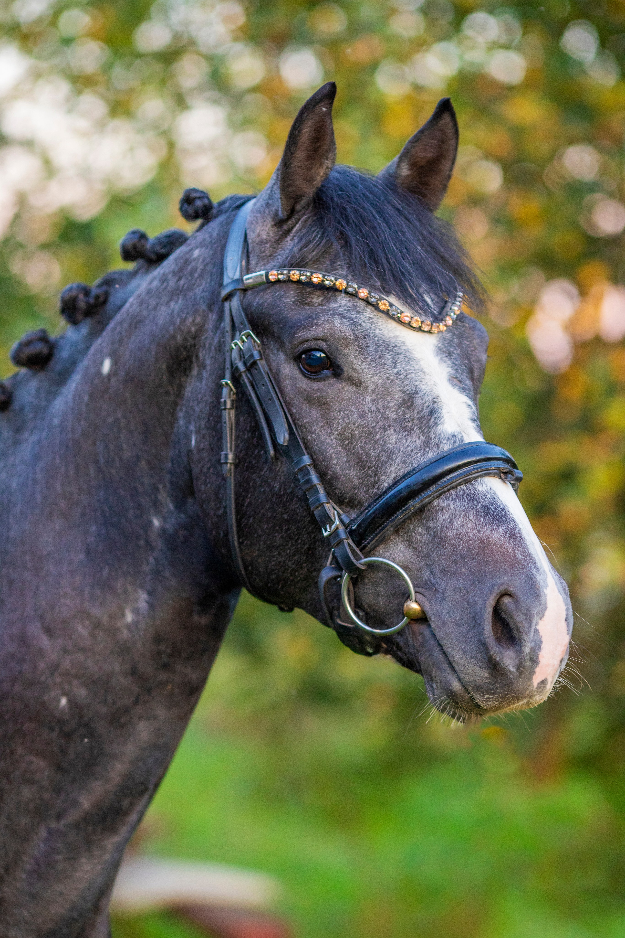 Животные. Фотограф в Москве и в Московской области Сандра
