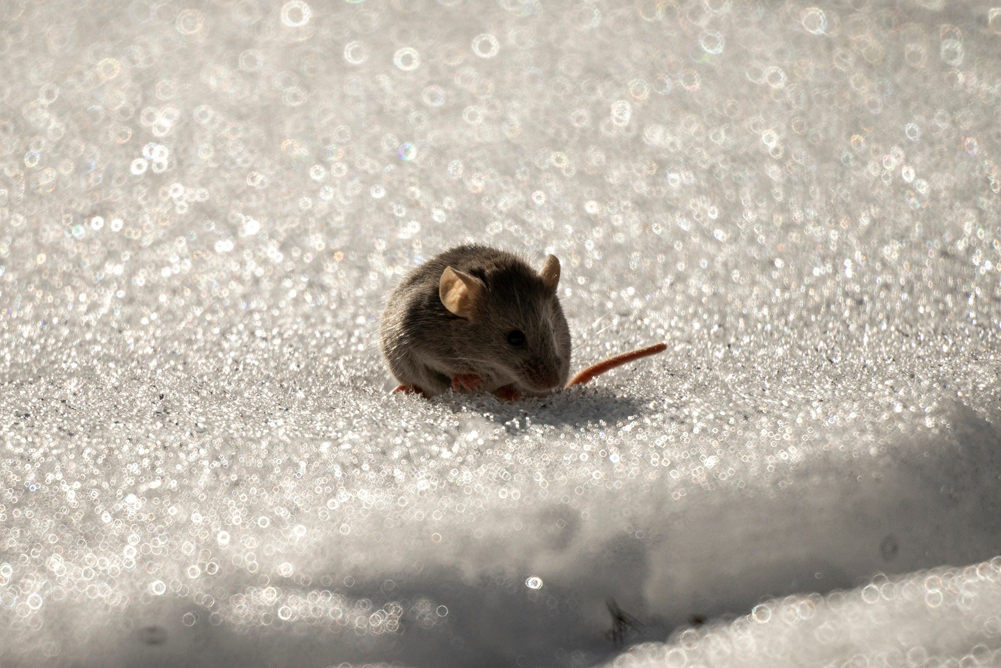 Животные. Ваш личный фотограф Марина Волкова