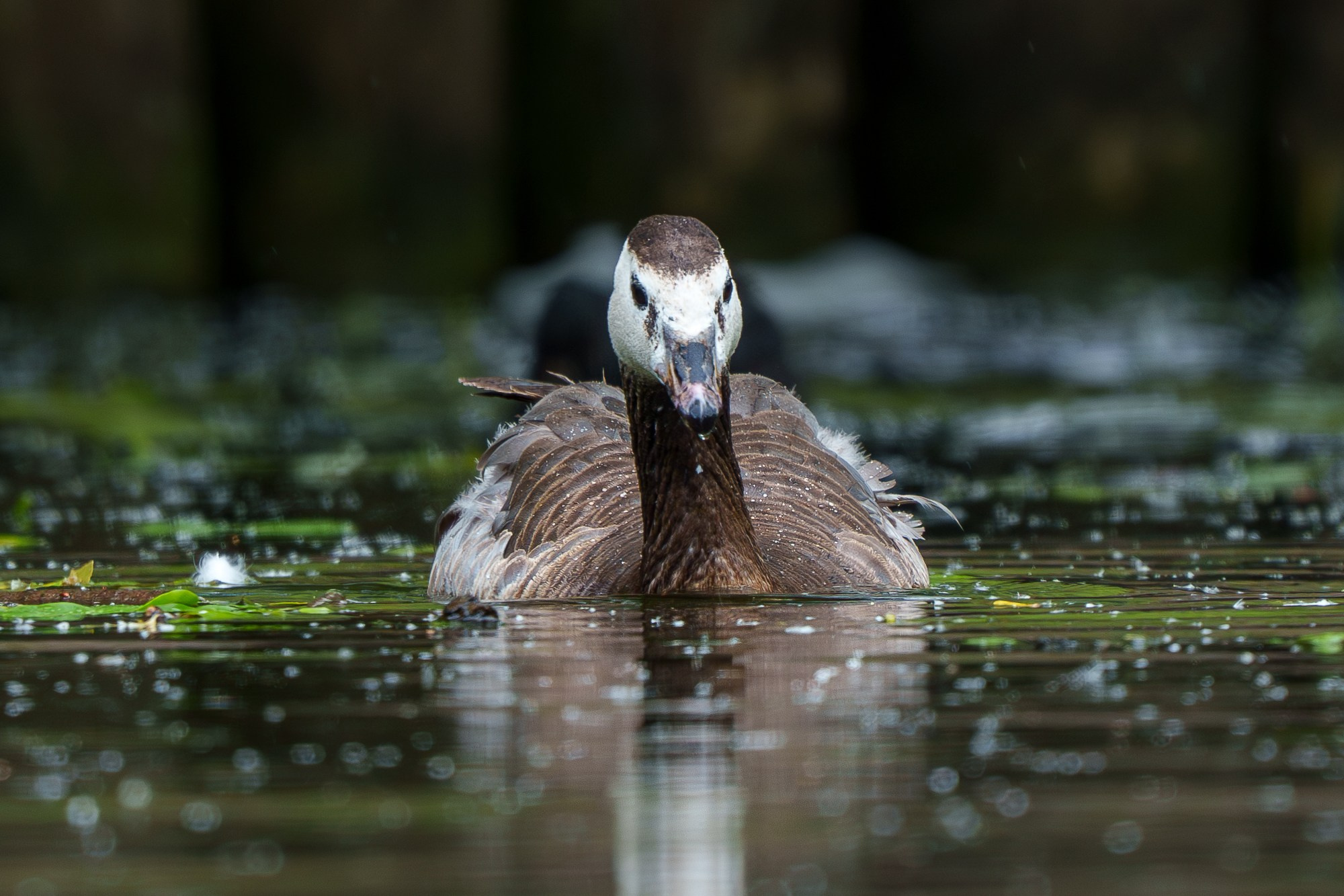 Удивительные мир птиц. Вокруг нас столько прекрасного — присмотритесь!. Ваш личный фотограф Марина Волкова