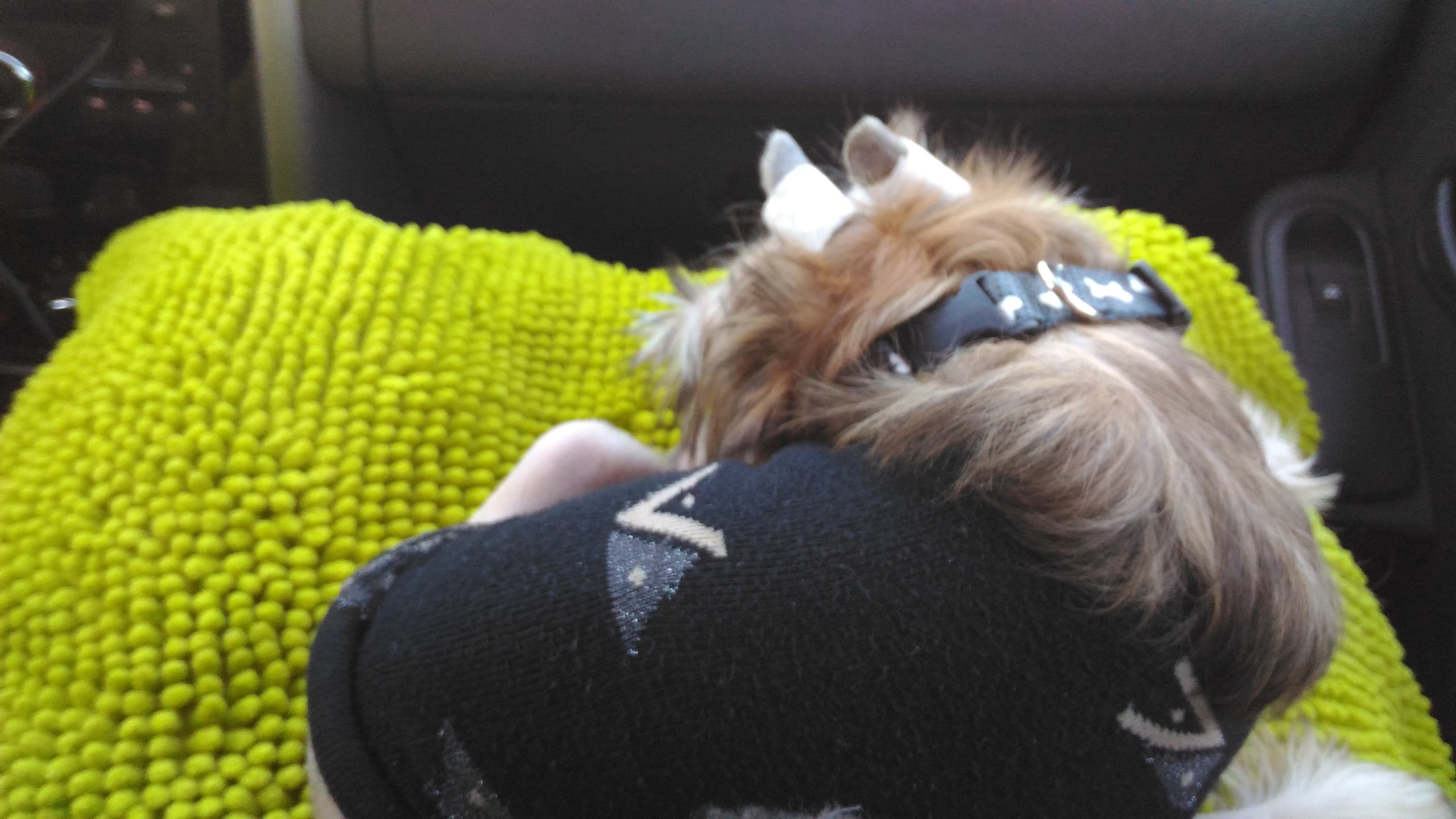 Lux, a new member of the family. Poale Ell Chinese Crested Dog Kennel: Buy a puppy from the kennel