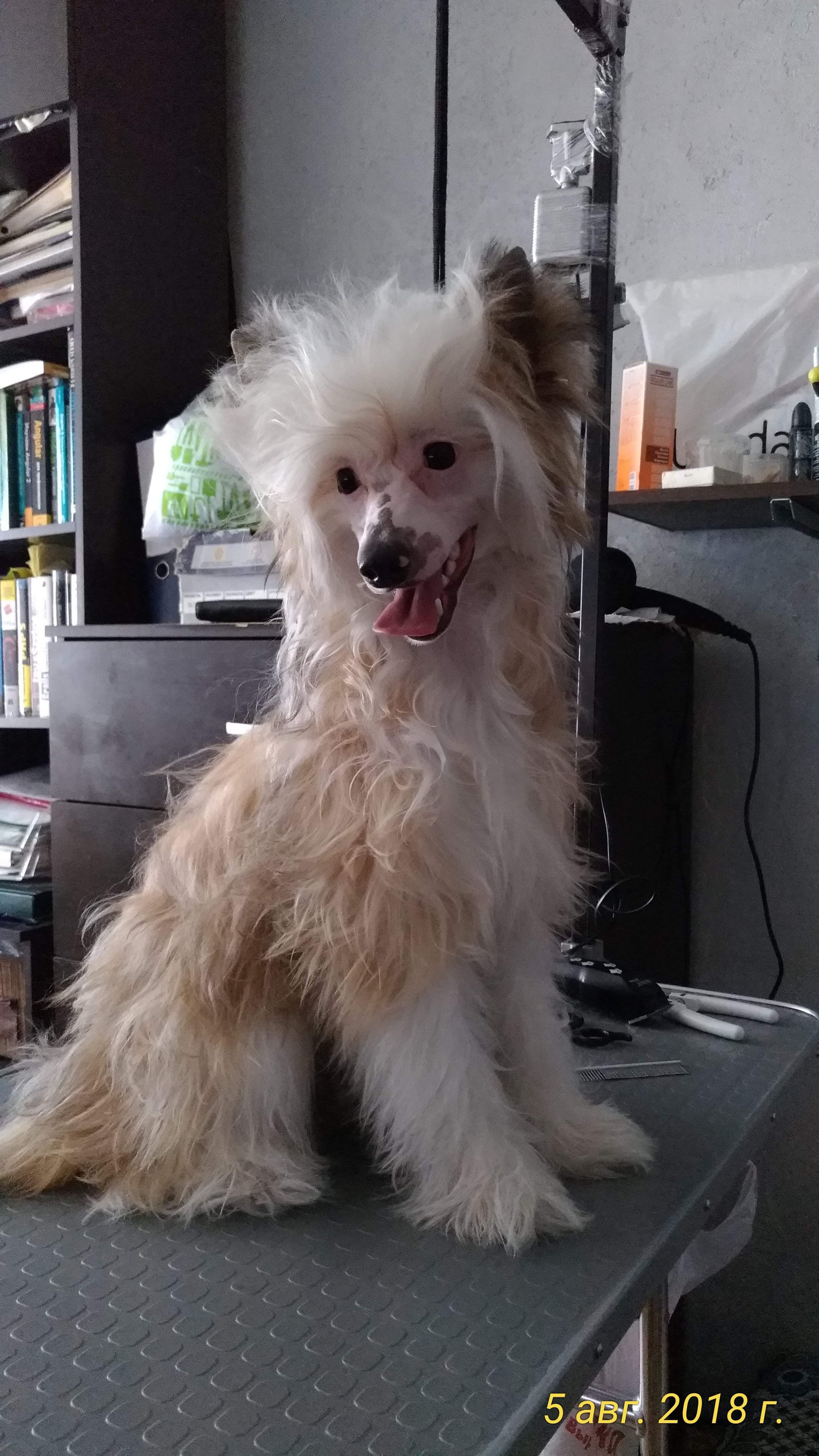 Barthelamew is leaving. Poale Ell Chinese Crested Dog Kennel: Buy a puppy from the kennel