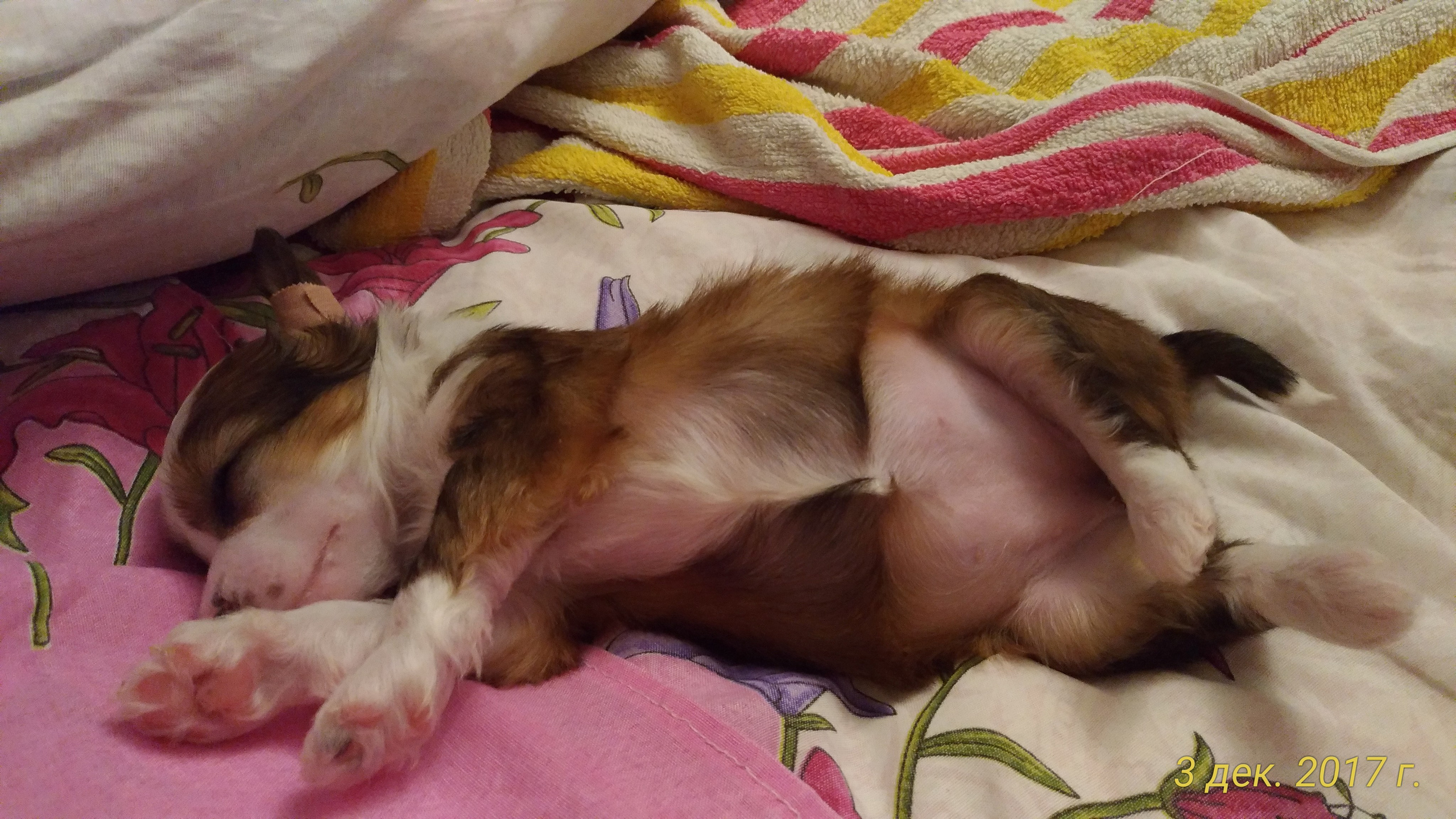 Poale Ell Bell. Chinese Crested Dog Kennel Poale Ell