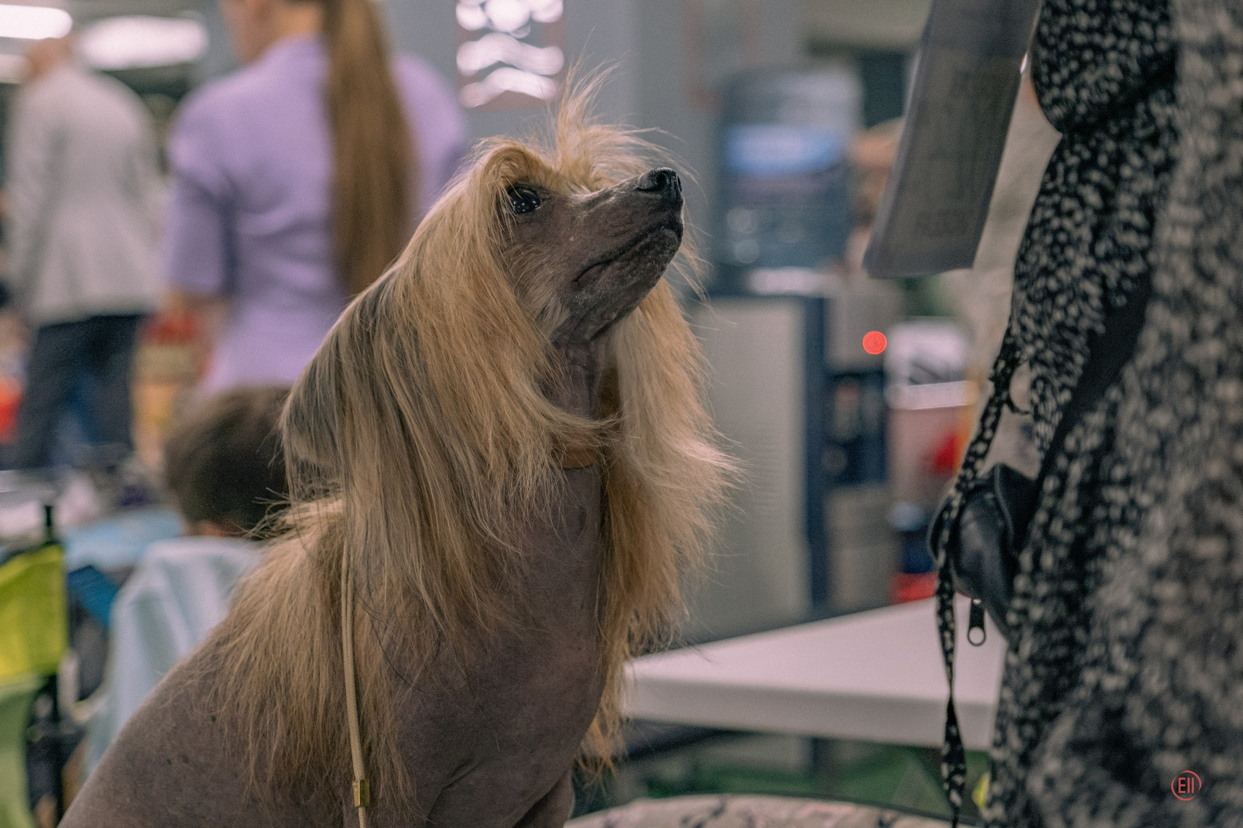 Национальная выставка китайских хохлатых собак 2023. Питомник китайских хохлатых собак Poale Ell: купить щенка