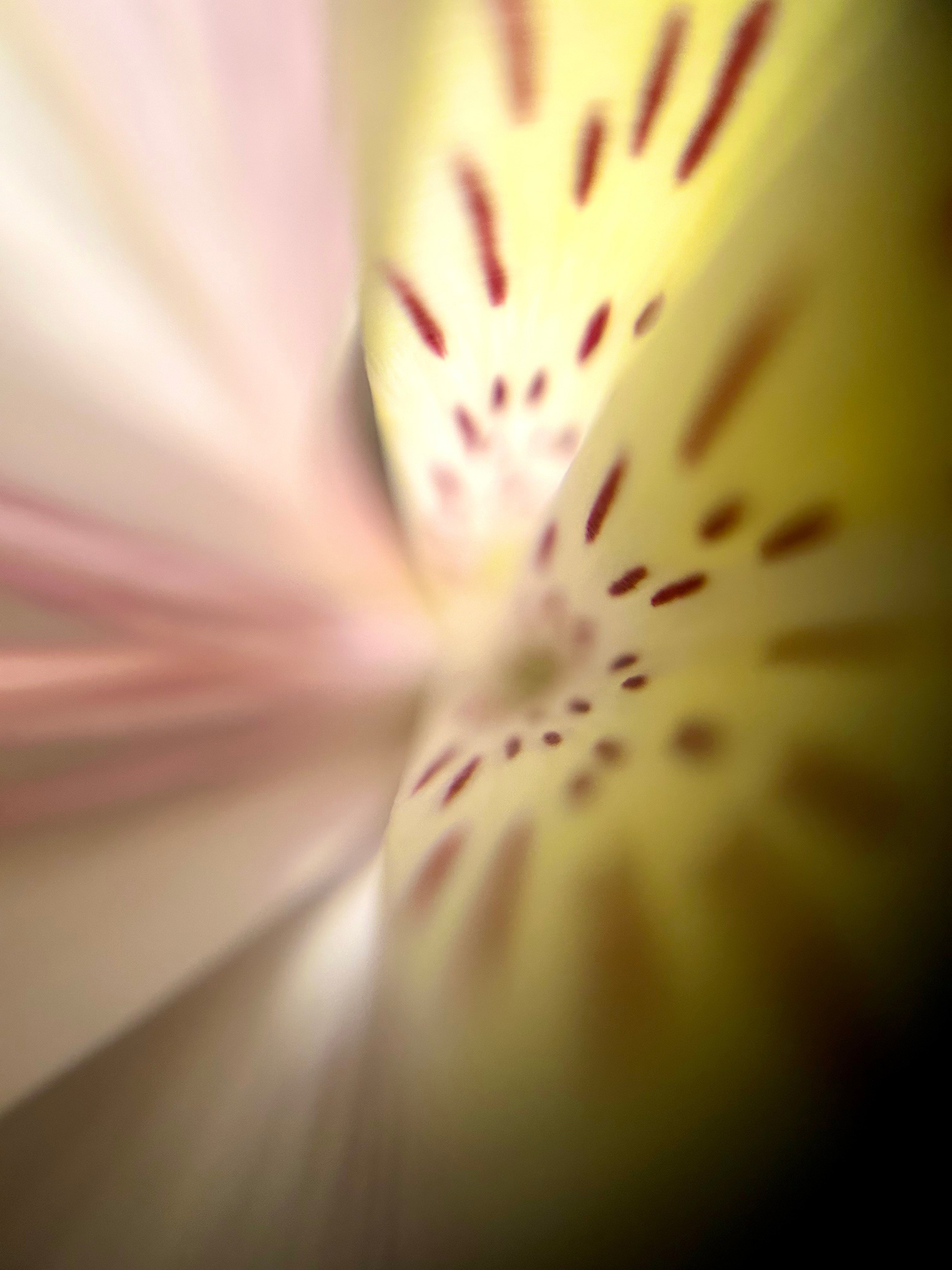 Макромир. Фотокружок «Видоискатель» ГБОУ СОШ № 291