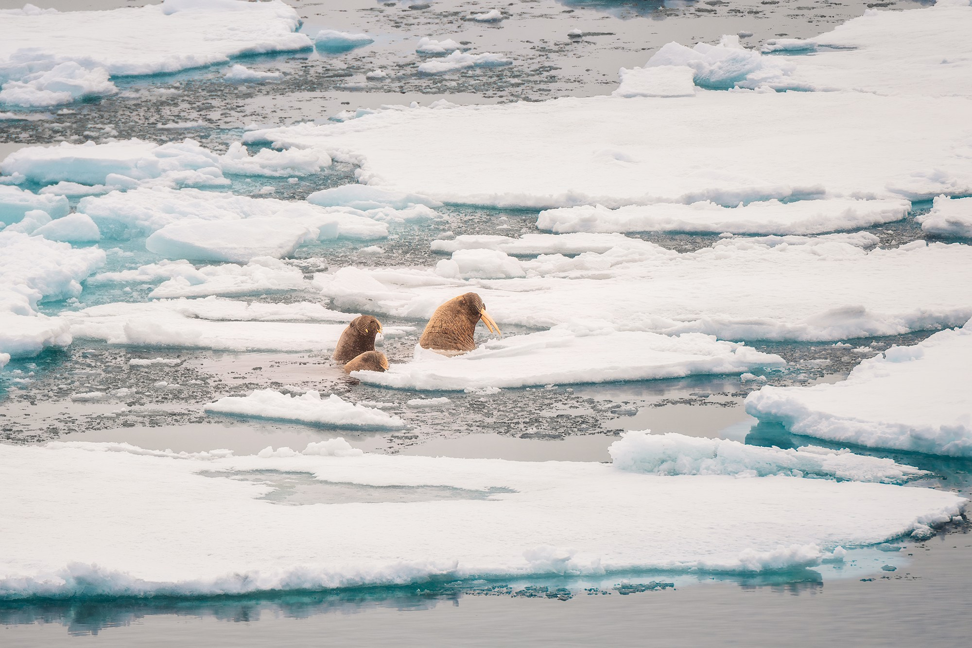Арктика. Аэросъемка в Архангельске, Александр Ермолин