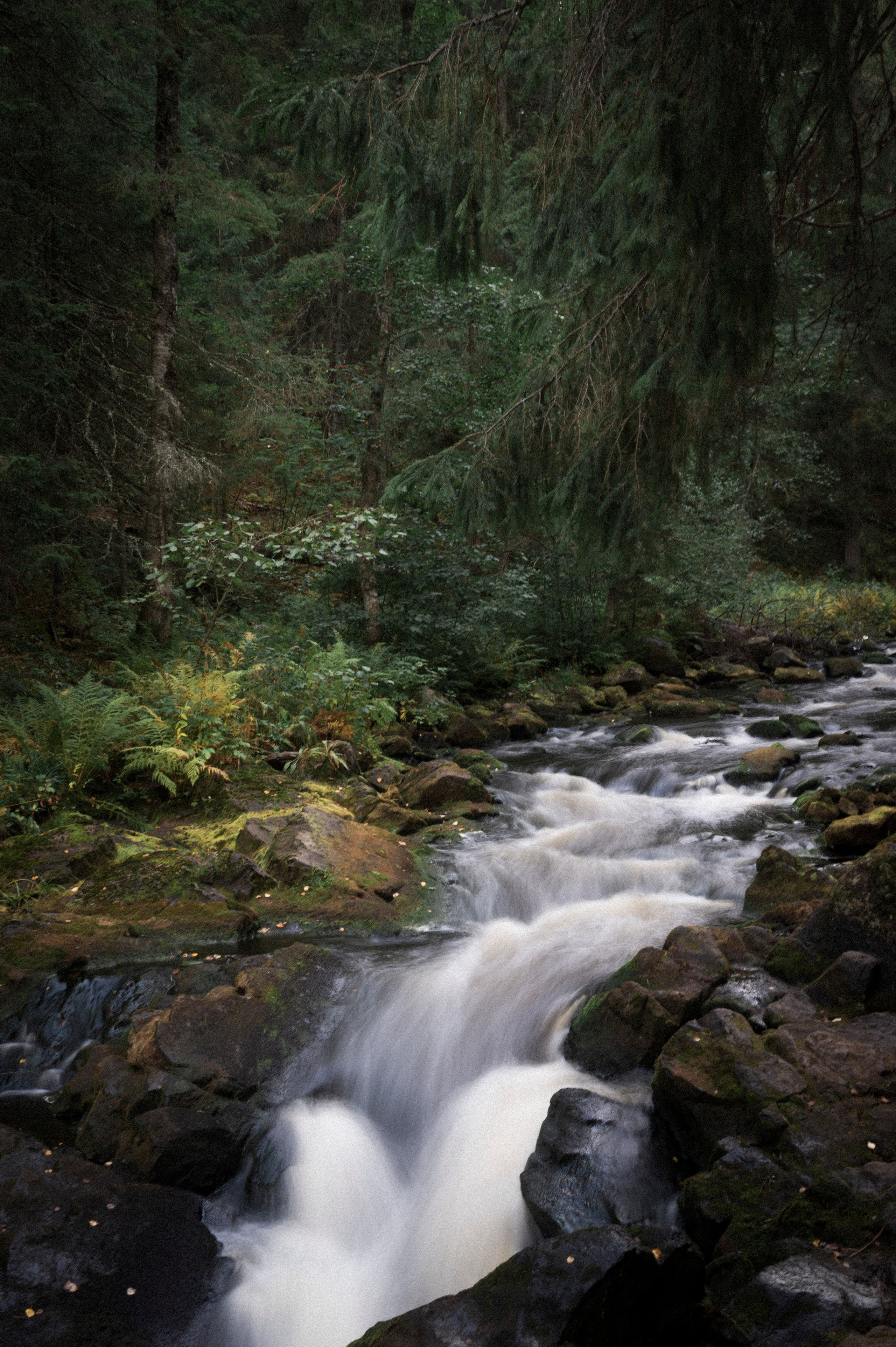 North 2024. Kartascheff