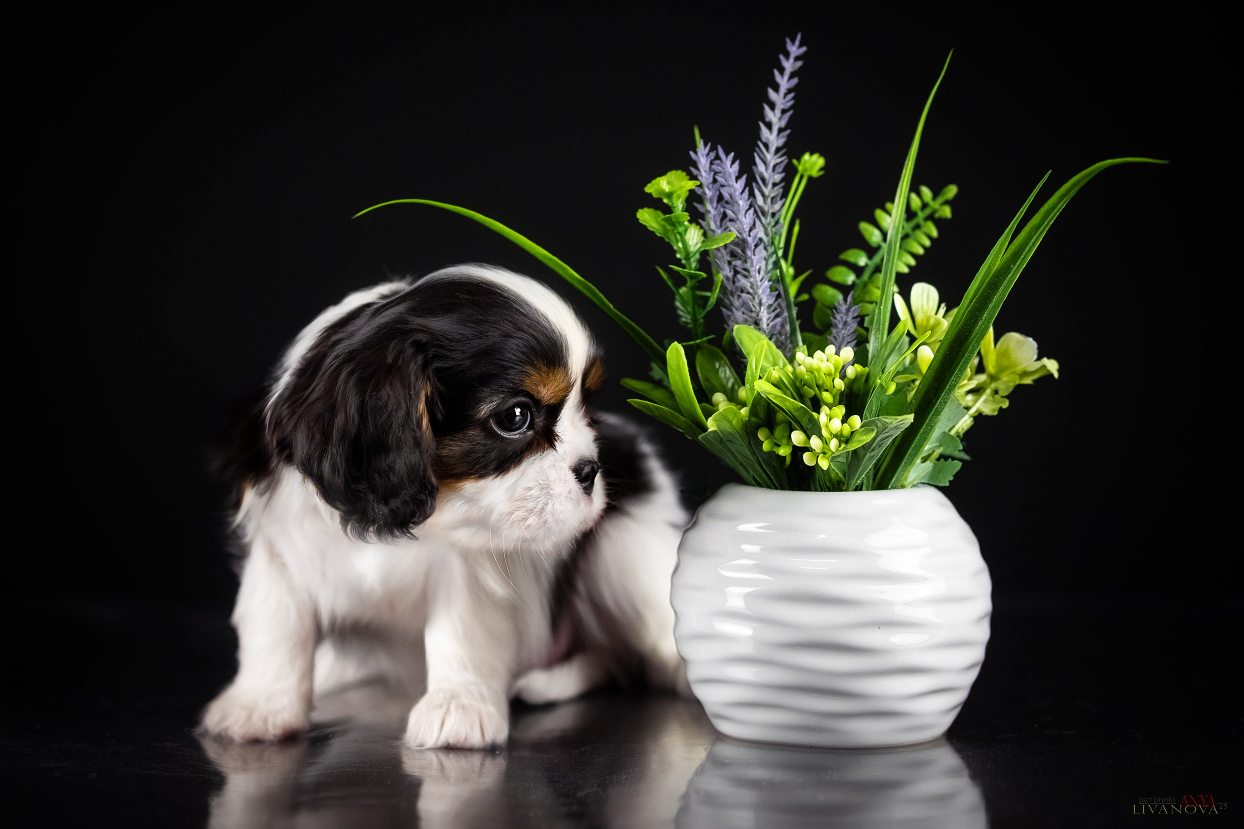 Кавалерчики. Фотограф анималист Аня Ливанова | Рыбинск