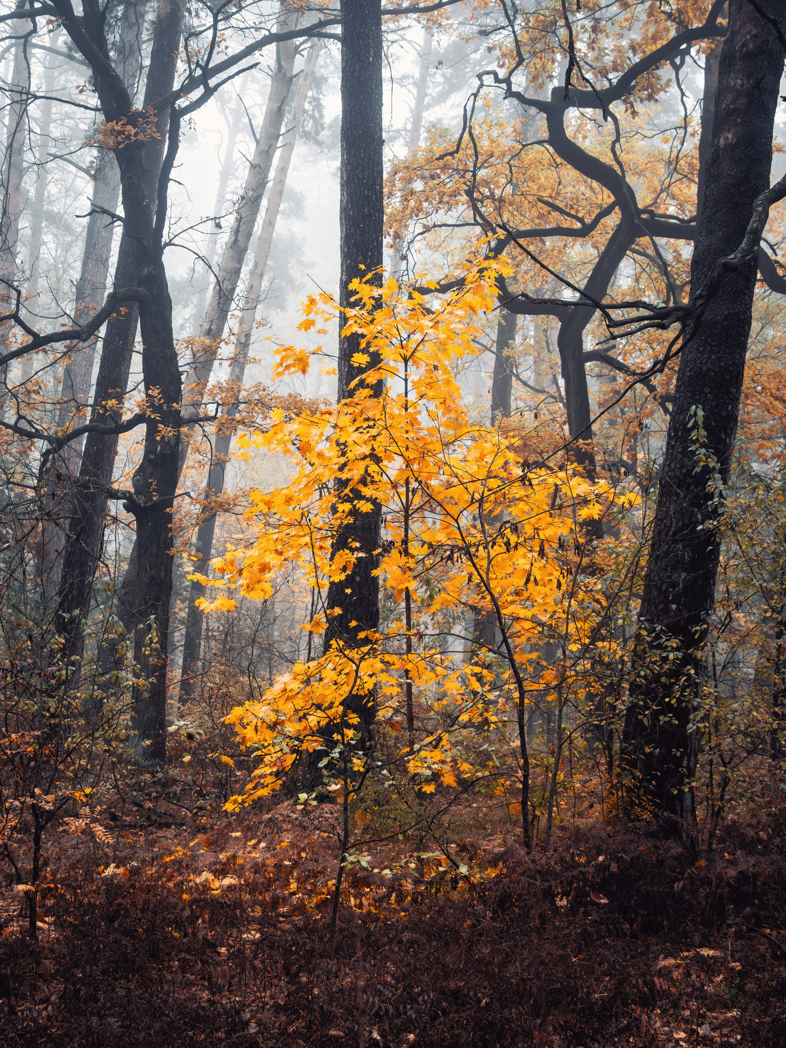 Октябрьский туман. С любовью, фотохудожник